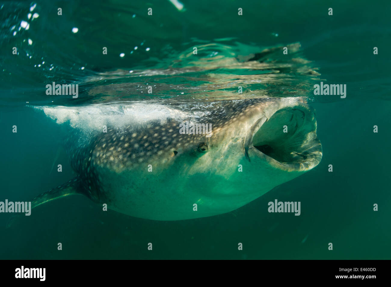 Baleine en train de manger du krill Banque de photographies et d’images