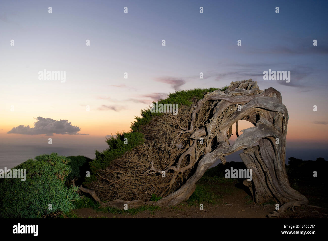 Mille ans, Sabina / Secteur de Juniper, (Juniperus turbinata canariensis) contre un ciel sombre. El Sabinar, El Hierro, l'île des Canaries, février 2011. Banque D'Images