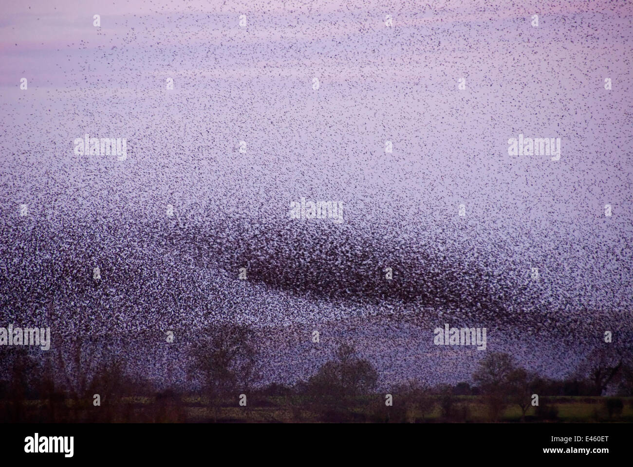 Immense troupeau d'étourneaux sansonnets (Sturnus vulgaris) en vol pour se percher sur les roselières au crépuscule, mur de jambon nature reserve, Somerset, UK, Janvier Banque D'Images