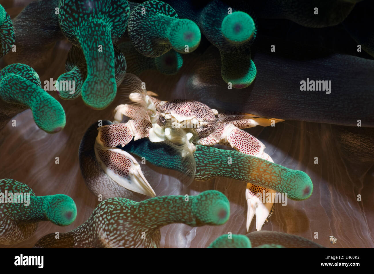 Crabe porcelaine Neopetrolisthes maculatus) (avec l'alimentation des ventilateurs, visibles entre les soies de tentacules d'anémone. Rinca, le Parc National de Komodo, en Indonésie, en octobre. Banque D'Images