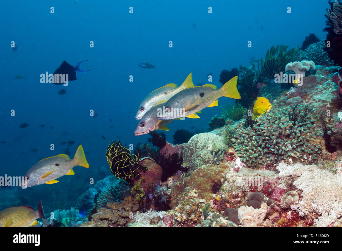 Black-spot / Dory lutjans (Lutjanus fulviflamma) sur les récifs coralliens. Rinca, le Parc National de Komodo, en Indonésie, en décembre. Banque D'Images Black-spot / Dory lutjans (Lutjanus fulviflamma) sur les récifs coralliens. Rinca, le Parc National de Komodo, en Indonésie, en décembre. Banque D'Images