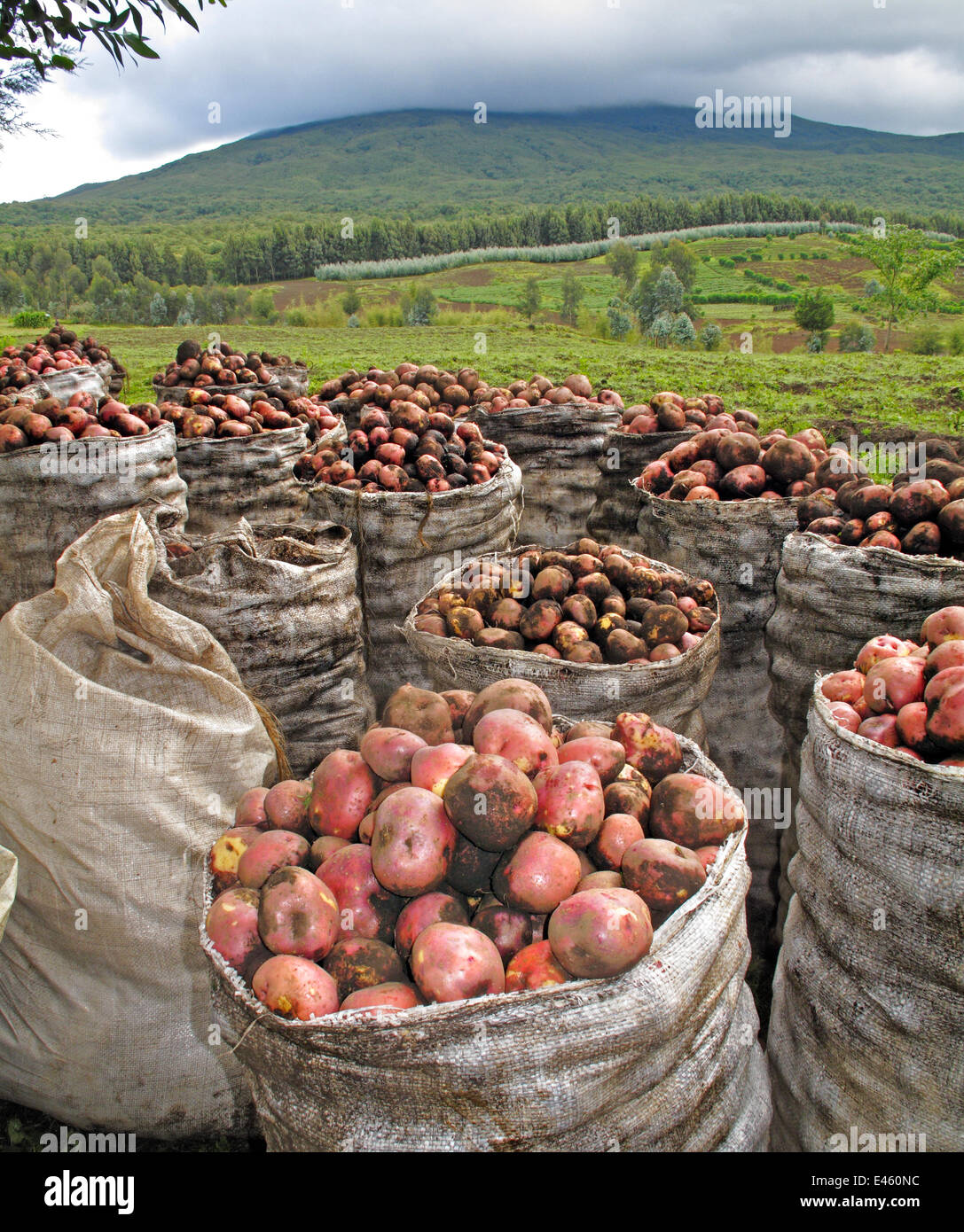 Les pommes de terre récoltées dans le Parc National des Volcans Virunga avec derrière des terres agricoles et des forêts au-delà où les gorilles de montagne vivent, Rwanda, avril 2010. Empiètement de la population humaine sur l'habitat des gorilles est la plus grande menace. Banque D'Images