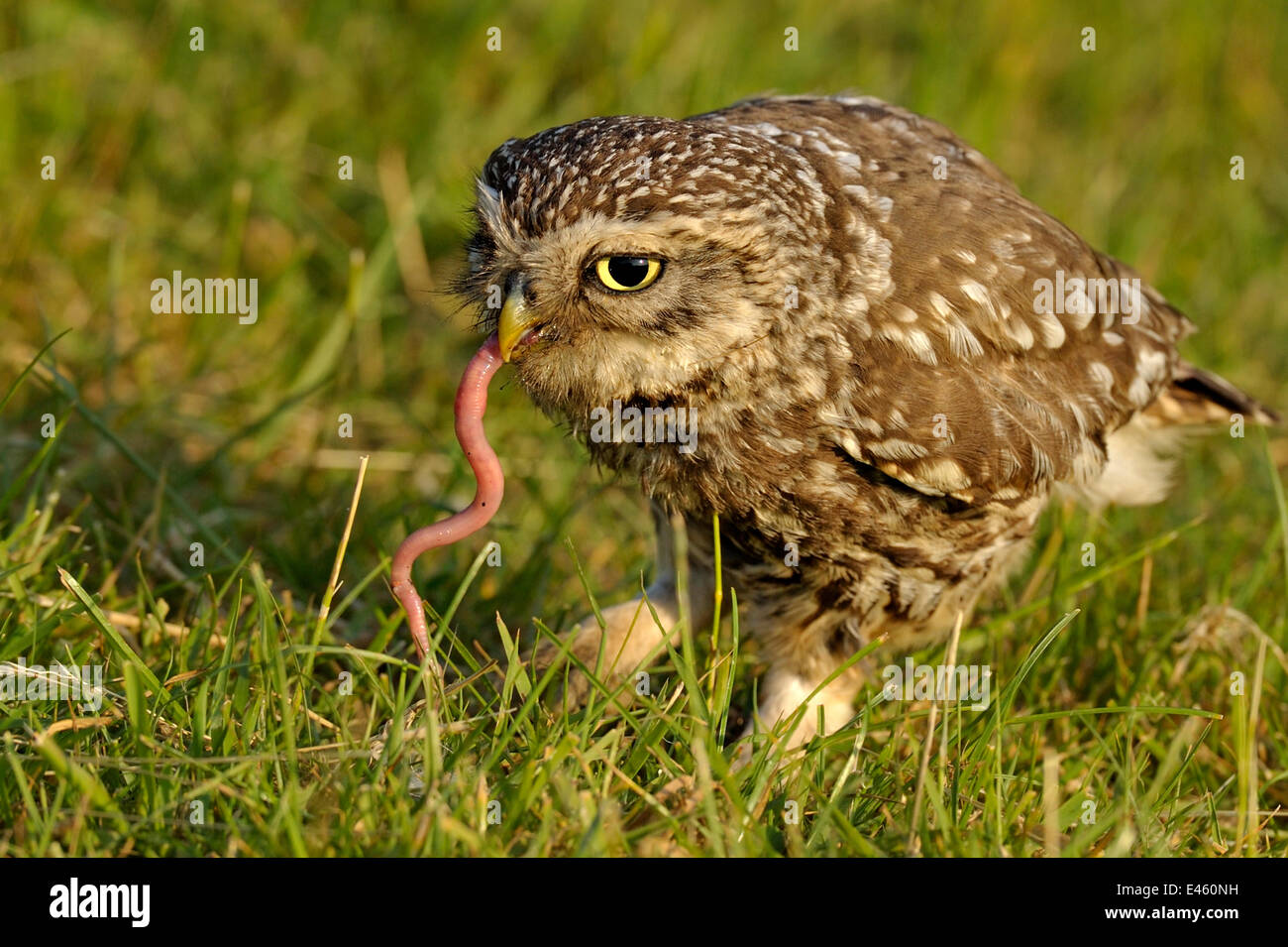 Chouette chevêche (Athene noctua) des profils avec un ver dans son bec. Pays de Galles, Royaume-Uni, juin. (Non-ex). Banque D'Images