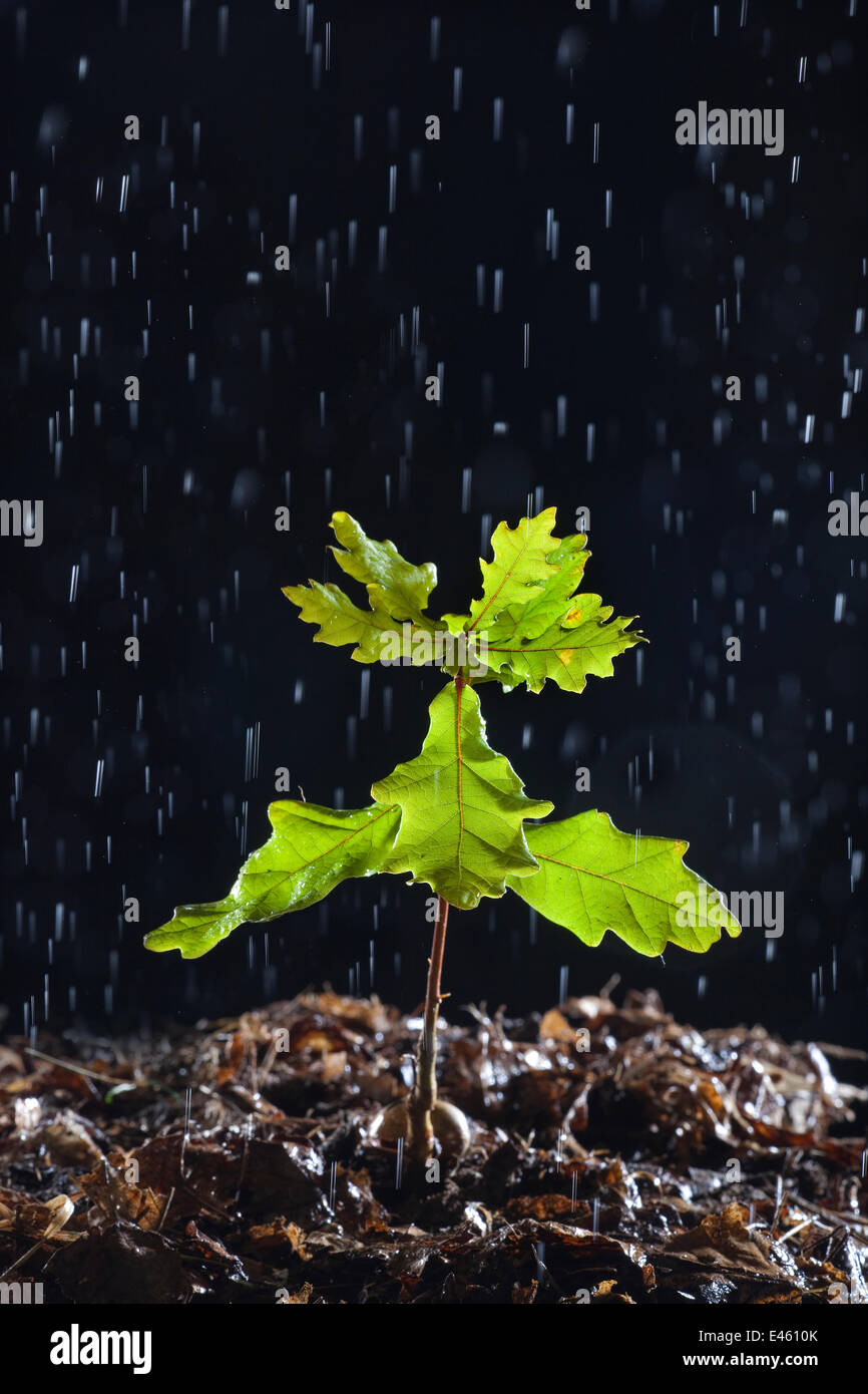 Arbre de chêne anglais des semis (Quercus robur) sous la pluie, UK Banque D'Images