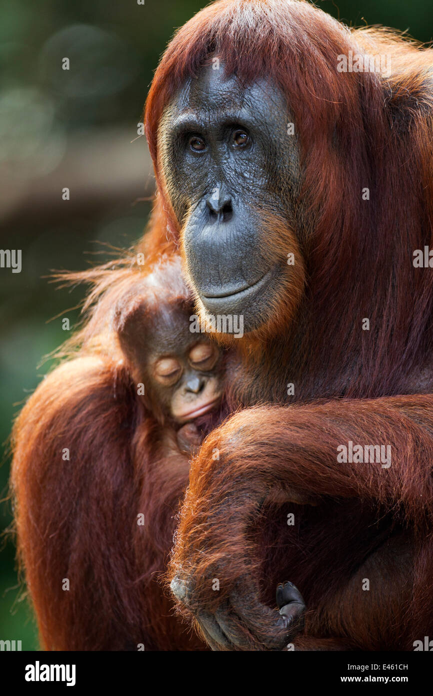 Orang-outan (Pongo pygmaeus) wurmbii «femme Tutut' assis avec son bébé endormi 'Thor' de 8-9 mois. Camp Leakey, parc national de Tanjung Puting, centre de Kalimantan, Bornéo, Indonésie. Juillet 2010. Remis en état et (ou) être descendant de Banque D'Images