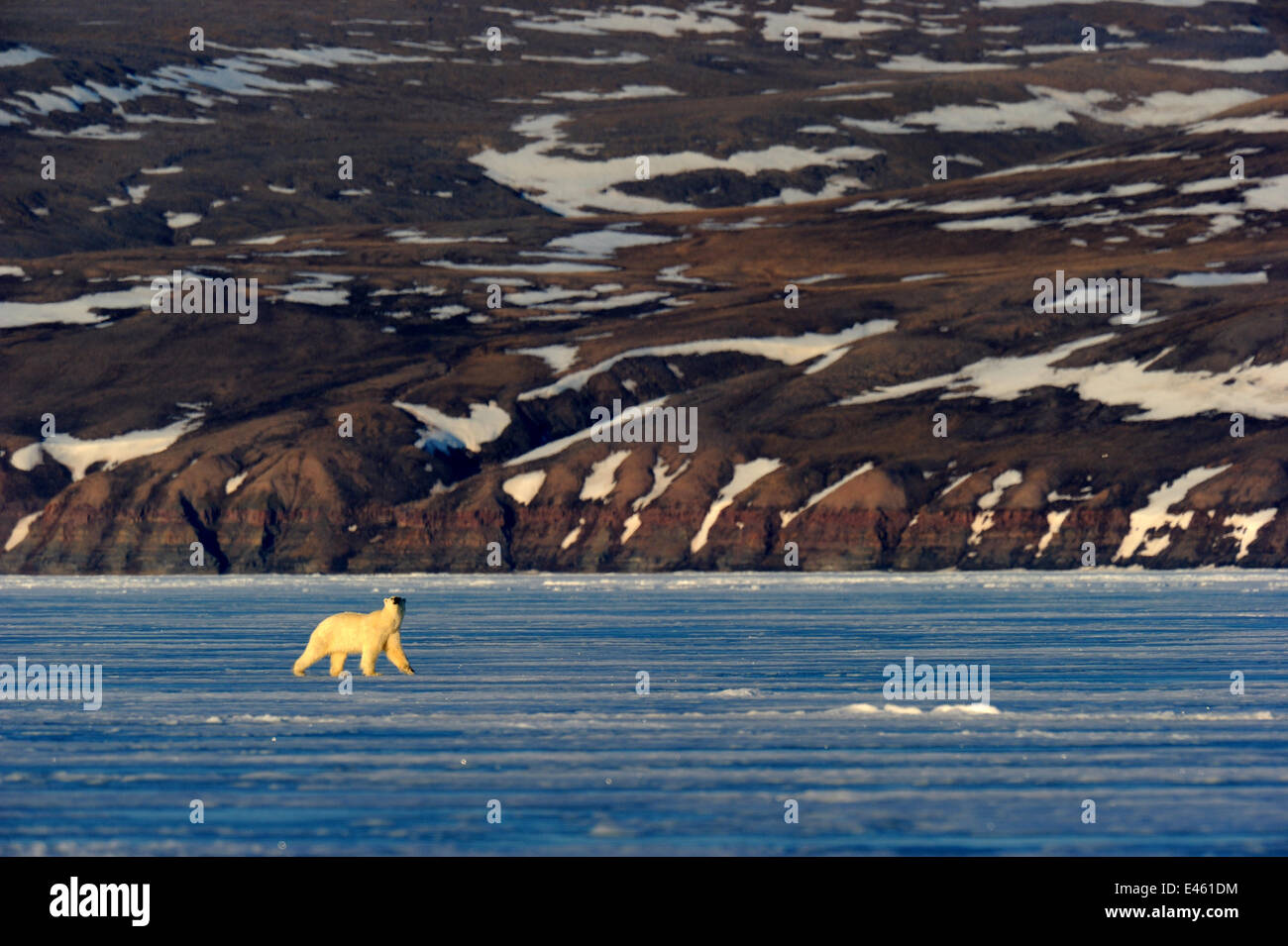 L'ours polaire (Ursus maritimus) marche sur la banquise avec côte de l'Arctique dans l'arrière-plan. Banquise, Arctic Bay, île de Baffin, Nunavut, Canada, avril. Banque D'Images