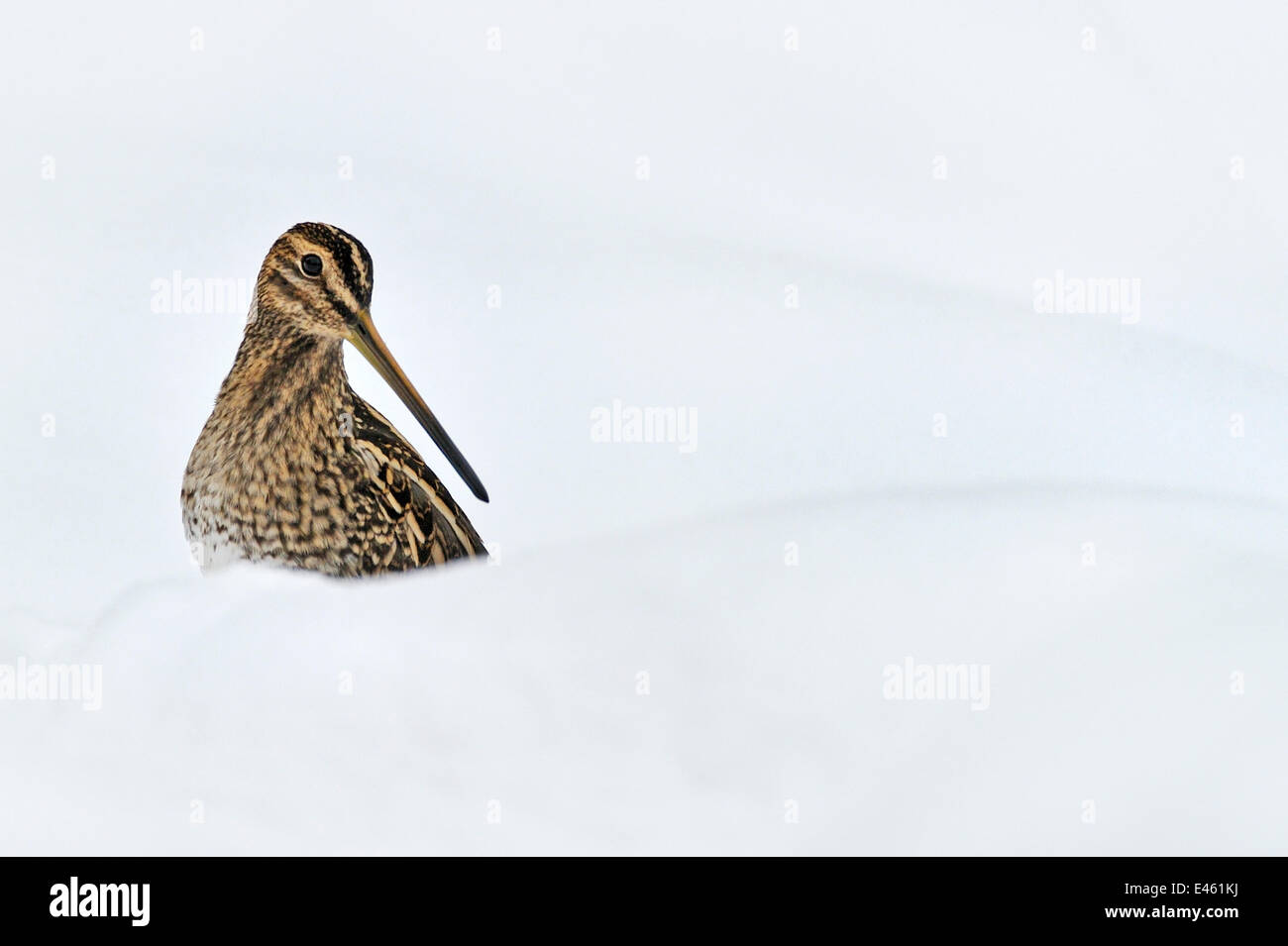 Bécassine des marais (Gallinago gallinago) dans la neige. Pays de Galles, Royaume-Uni, décembre. Banque D'Images