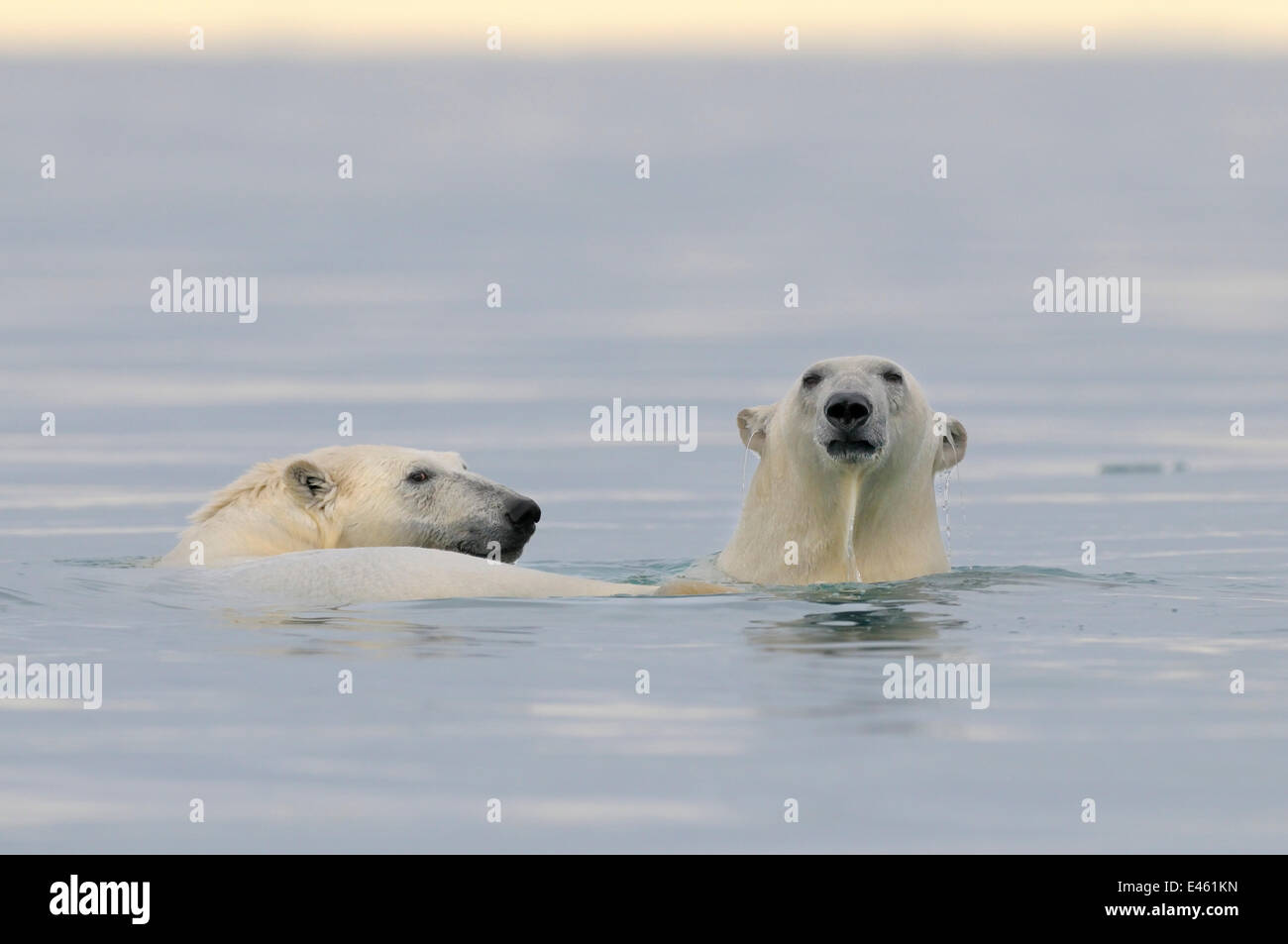 Deux ours polaires (Ursus arctos maritimus) natation. Svalbard, Norvège, Europe, février. Banque D'Images