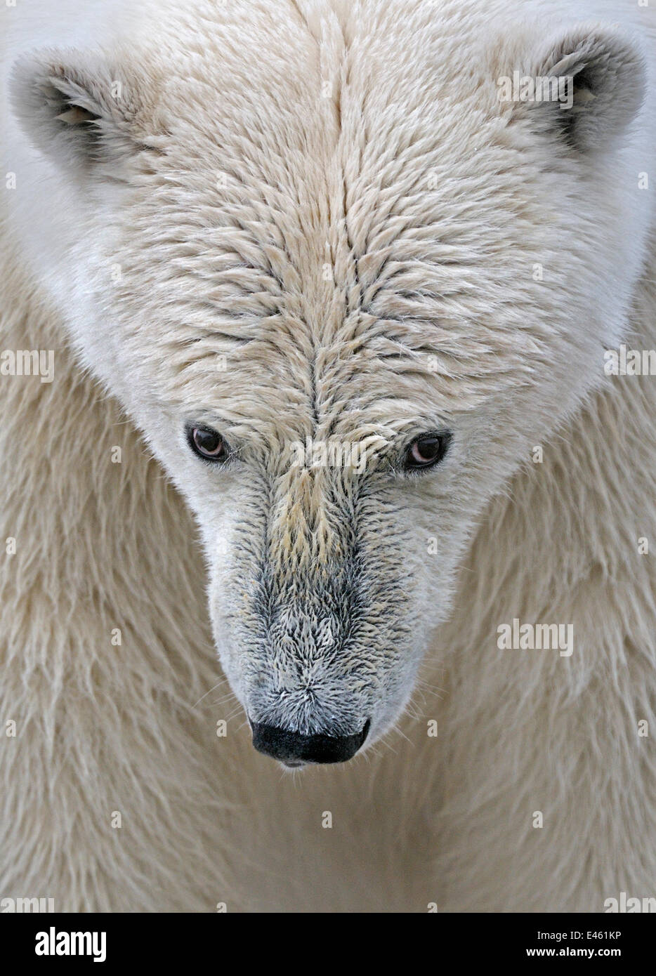 Portrait d'un ours polaire (Ursus arctos maritimus), environ trois ans. Svalbard, Norvège, Europe, février. Banque D'Images