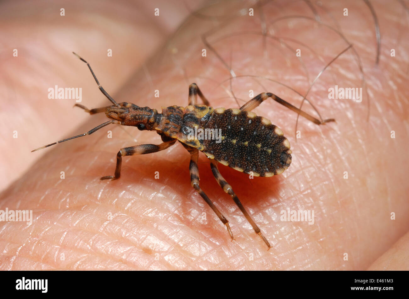 Vinchuca (Triatoma infestans) à pied à travers la peau humaine. Le bug est un convoyeur de sang, et le vecteur de la maladie de Chagas. Conditions contrôlées. La Bolivie, avril. Banque D'Images