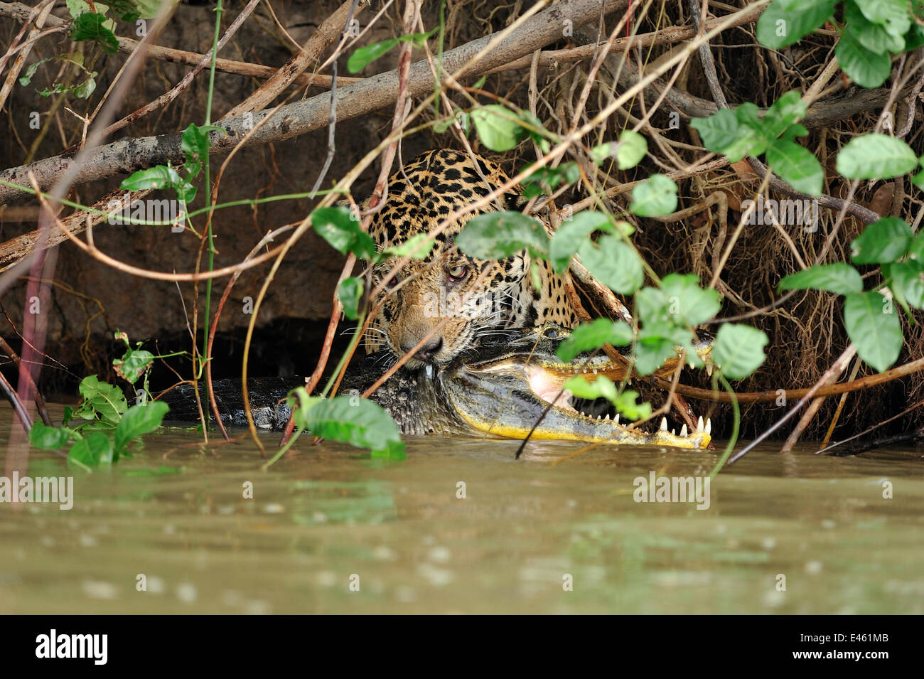 https://c8.alamy.com/compfr/e461mb/jaguar-panthera-onca-palustris-dans-l-eau-avec-caiman-yacare-caiman-yacare-ses-dents-autour-de-l-arriere-de-la-proie-du-cou-riviere-piquiri-le-pantanal-zones-humides-d-etat-de-mato-grosso-bresil-octobre-1-4-sequence-e461mb.jpg