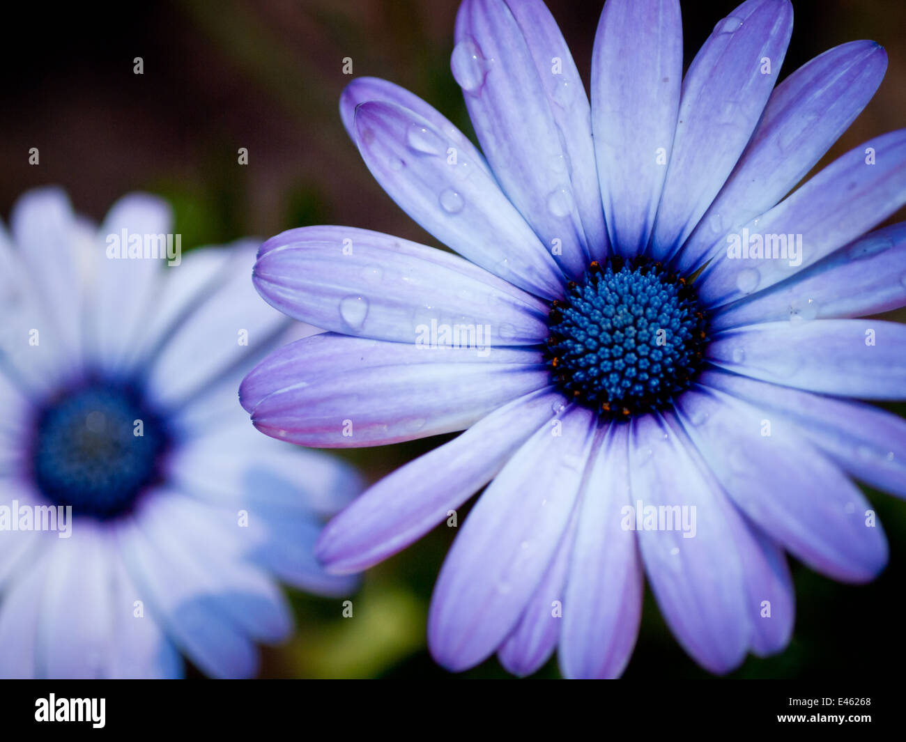 Un blue-eyed daisy Osteospermum (fleur), aussi connu en tant qu'Africain, Daisy Daisy d'Afrique du Sud et Cape daisy. Edmonton, Canada. Banque D'Images