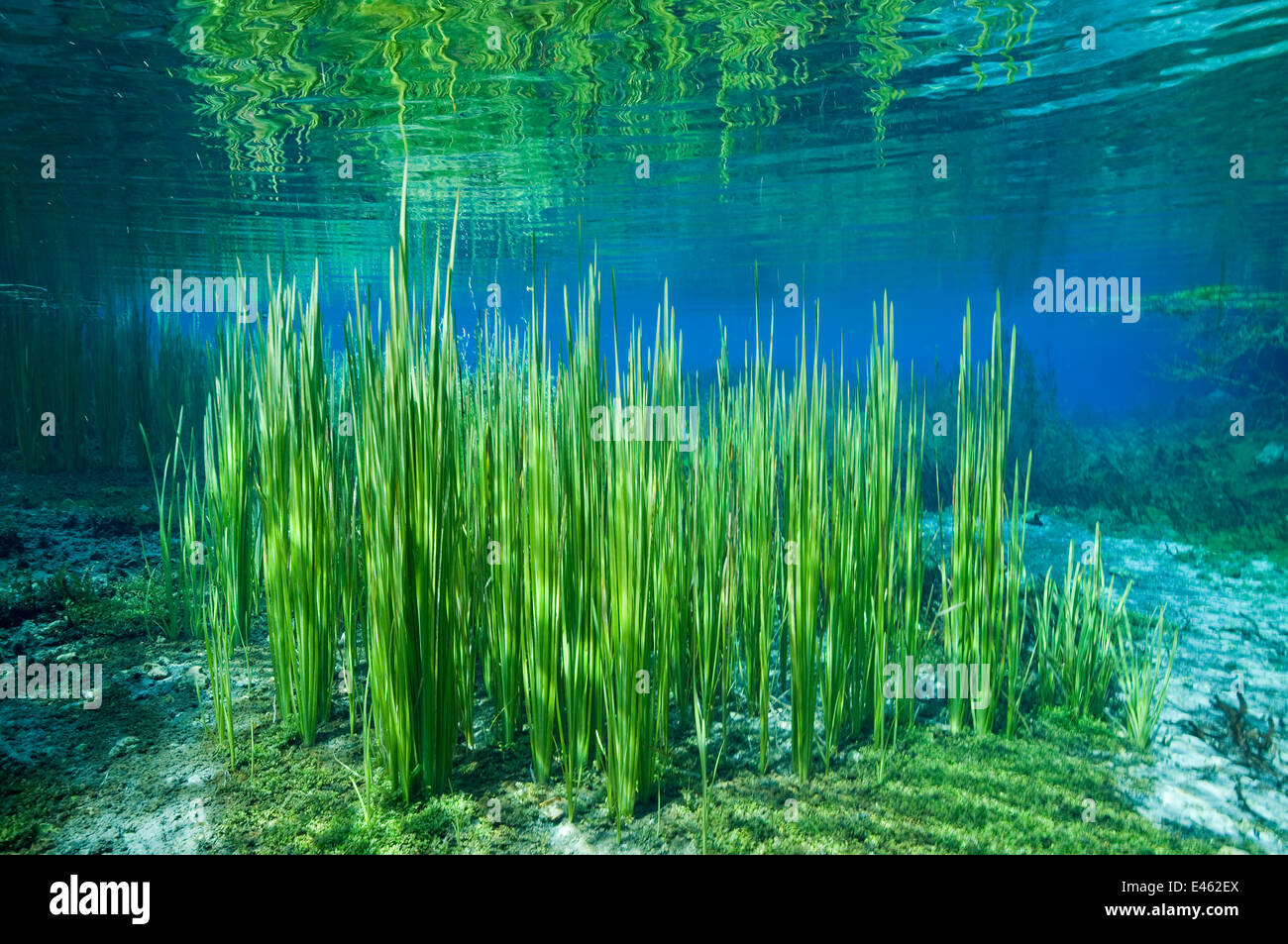 Plantes aquatiques en noir de la rivière Drim, l'Albanie, l'Europe de l'Est, mai Banque D'Images