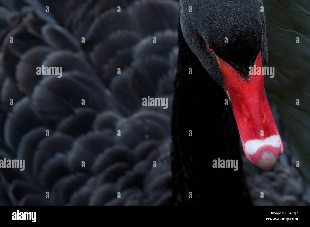 Le cygne noir Banque de photographies et d’images à haute résolution Alamy