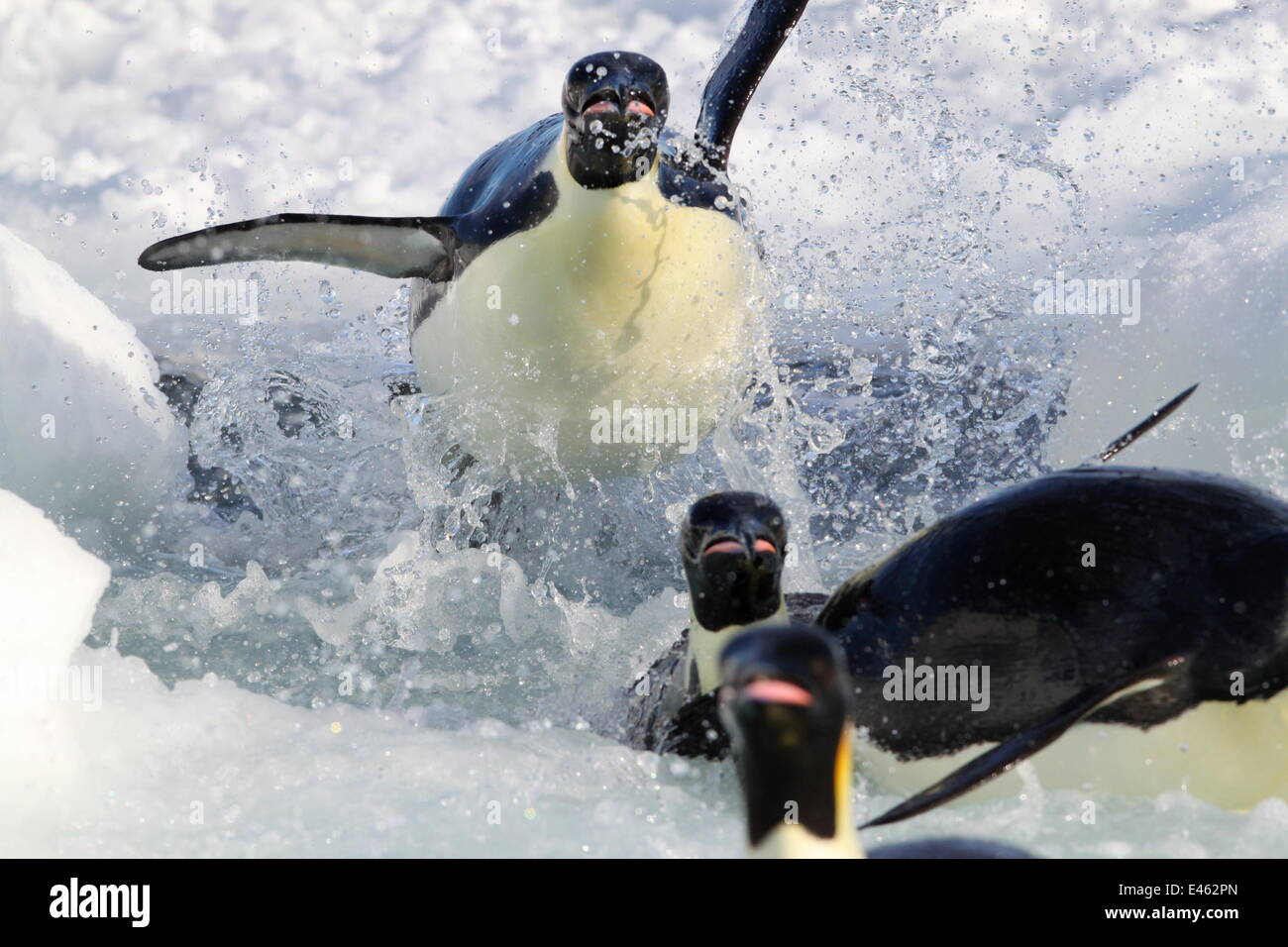 Manchots empereurs (Aptenodytes forsteri) exploser hors de l'eau, de retourner à se reproduire au Cap Washington, l'Antarctique. Pris sur place pour BBC, 2009 série planète gelée Banque D'Images