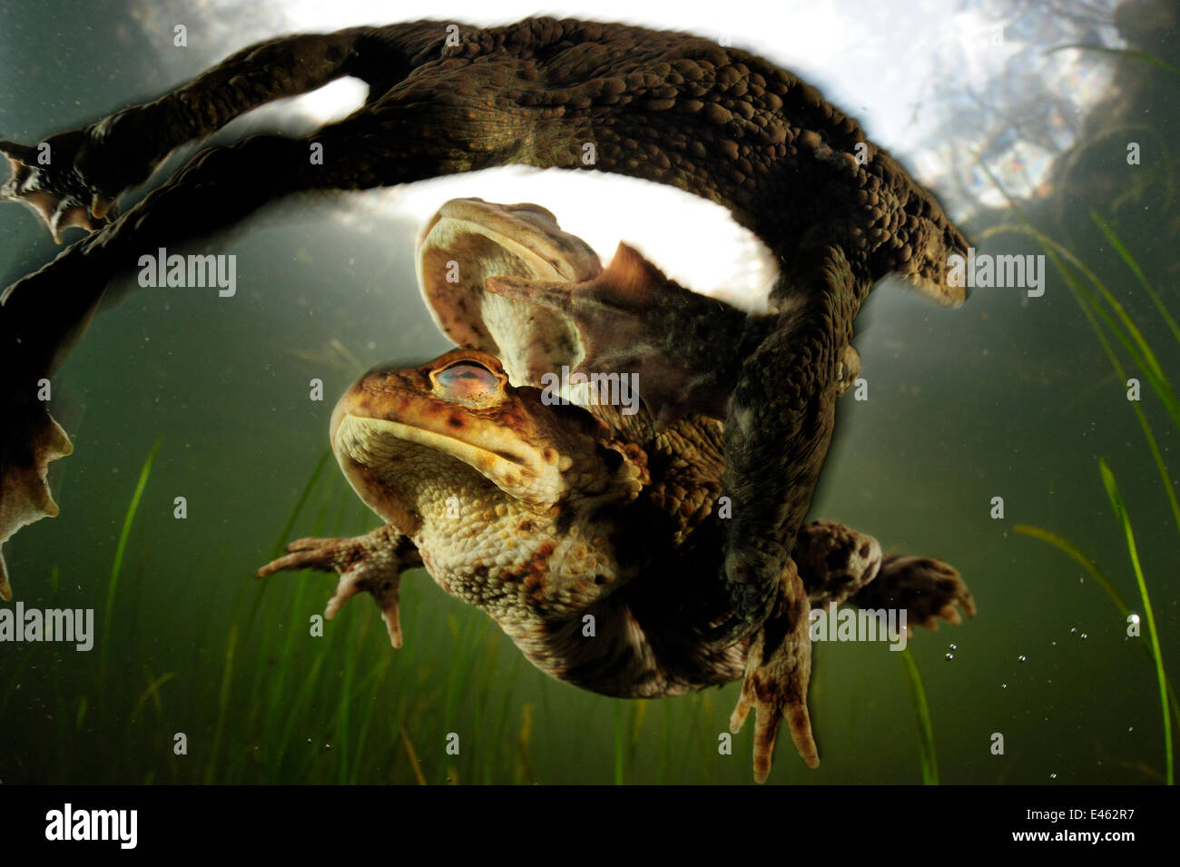 Politique européenne Toad Bufo bufo} {deux mâles qui tentent de s'accoupler avec une femelle, Allemagne, Mars. Félicité, d'autres animaux catégorie, GDT Concours 2011 Banque D'Images