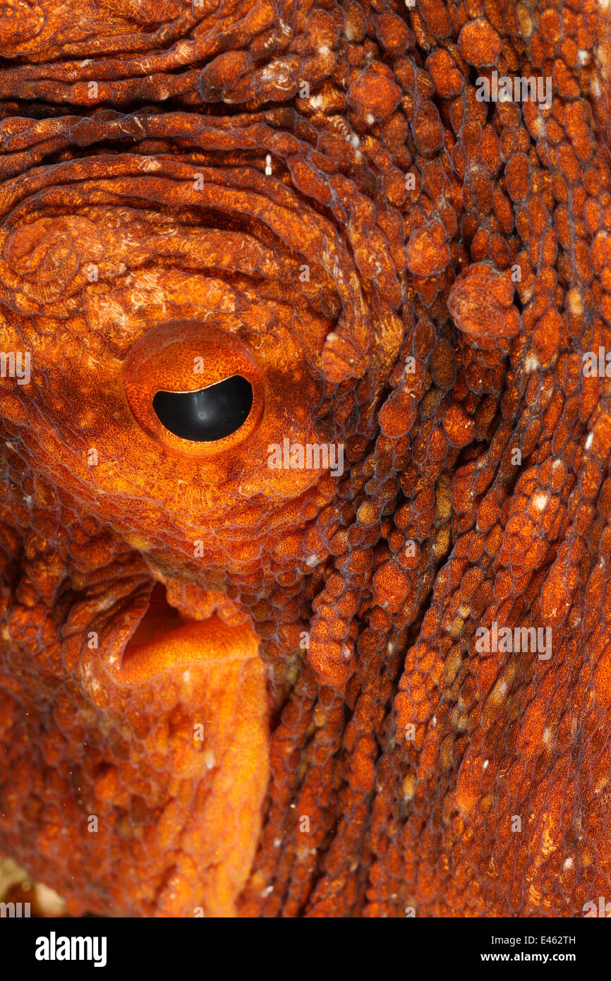 Poulpe (Octopus vulgaris), close up of eye, île de San Pietro, Sardaigne, Italie, Méditerranée, juillet Banque D'Images