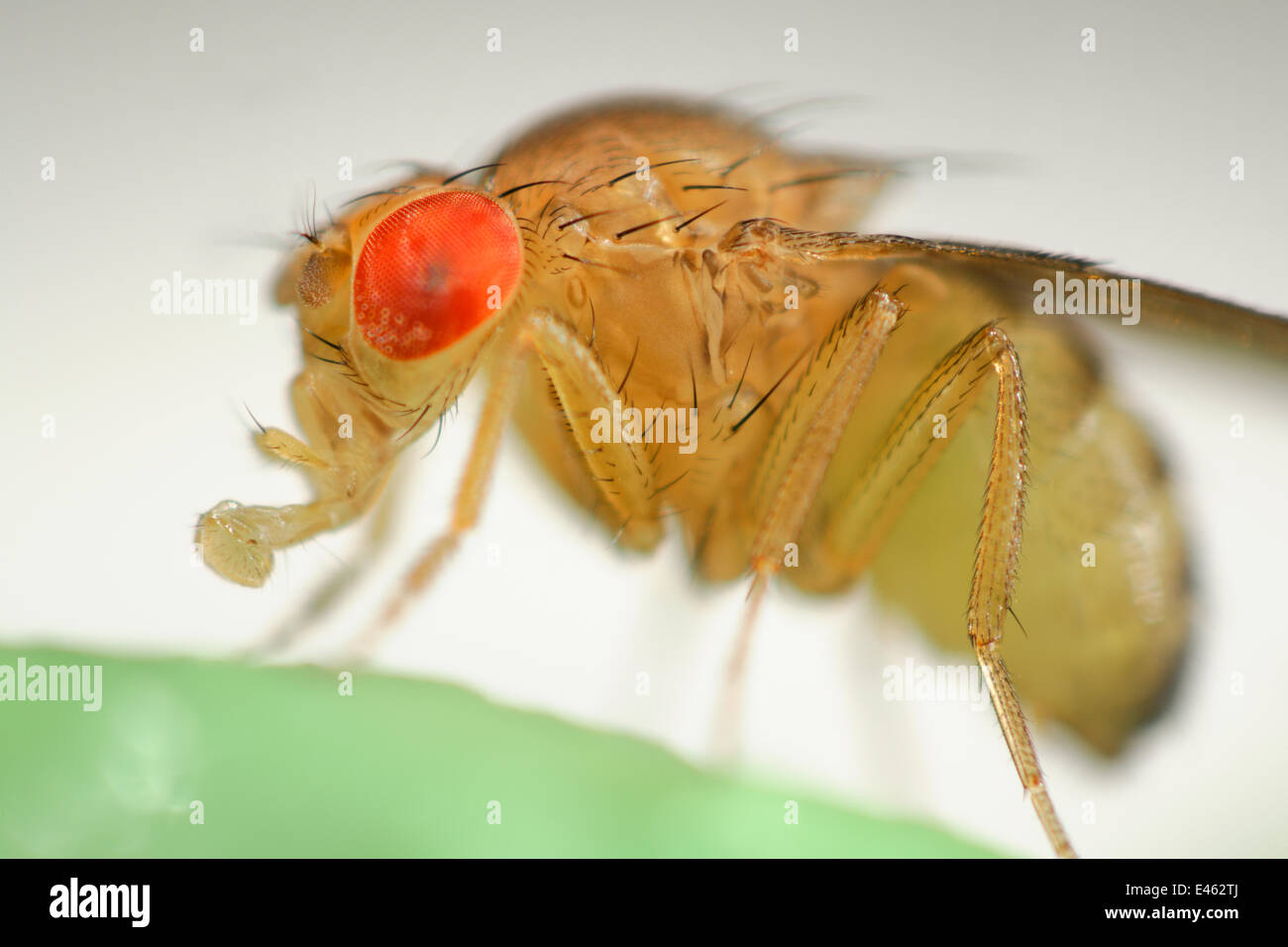 Commune sauvage mouche des fruits (Drosophila melanogaster) Drosophila Vienne Centre de RNAi, Institut de Pathologie Moléculaire, Autriche [FOCUS] d'empilage Banque D'Images