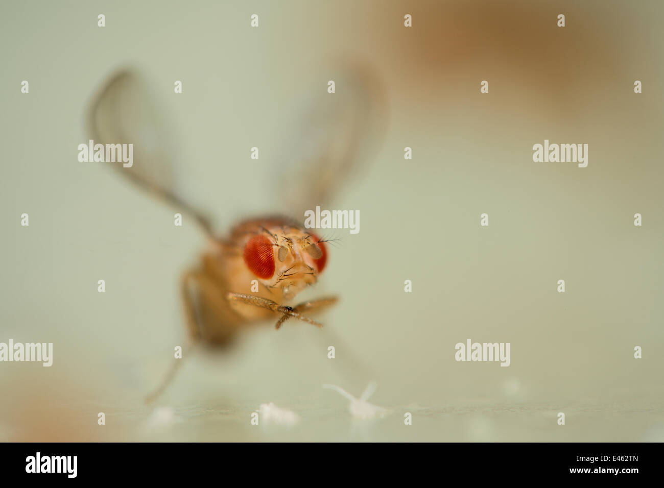 La mouche des fruits communs (Drosophila melanogaster) culture en laboratoire (ailes bouclés tournent vers le haut) mutant, les mutations sont utilisés comme marqueurs génétiques dans la recherche sur les gènes de la drosophile, Vienne Centre de RNAi, Institut de Pathologie Moléculaire, l'Autriche. Banque D'Images