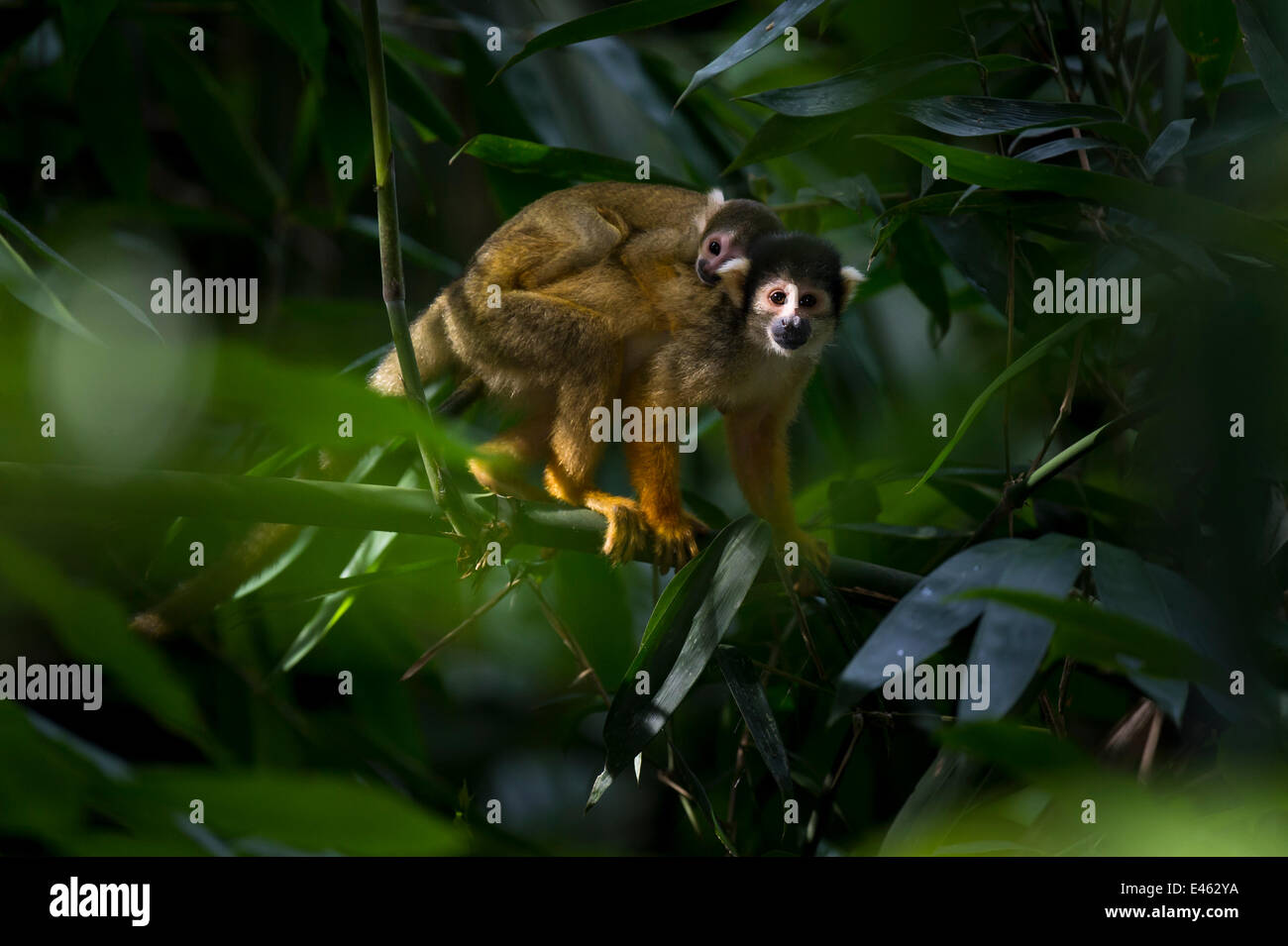 Bebe Singe Ecureuil Banque D Image Et Photos Alamy