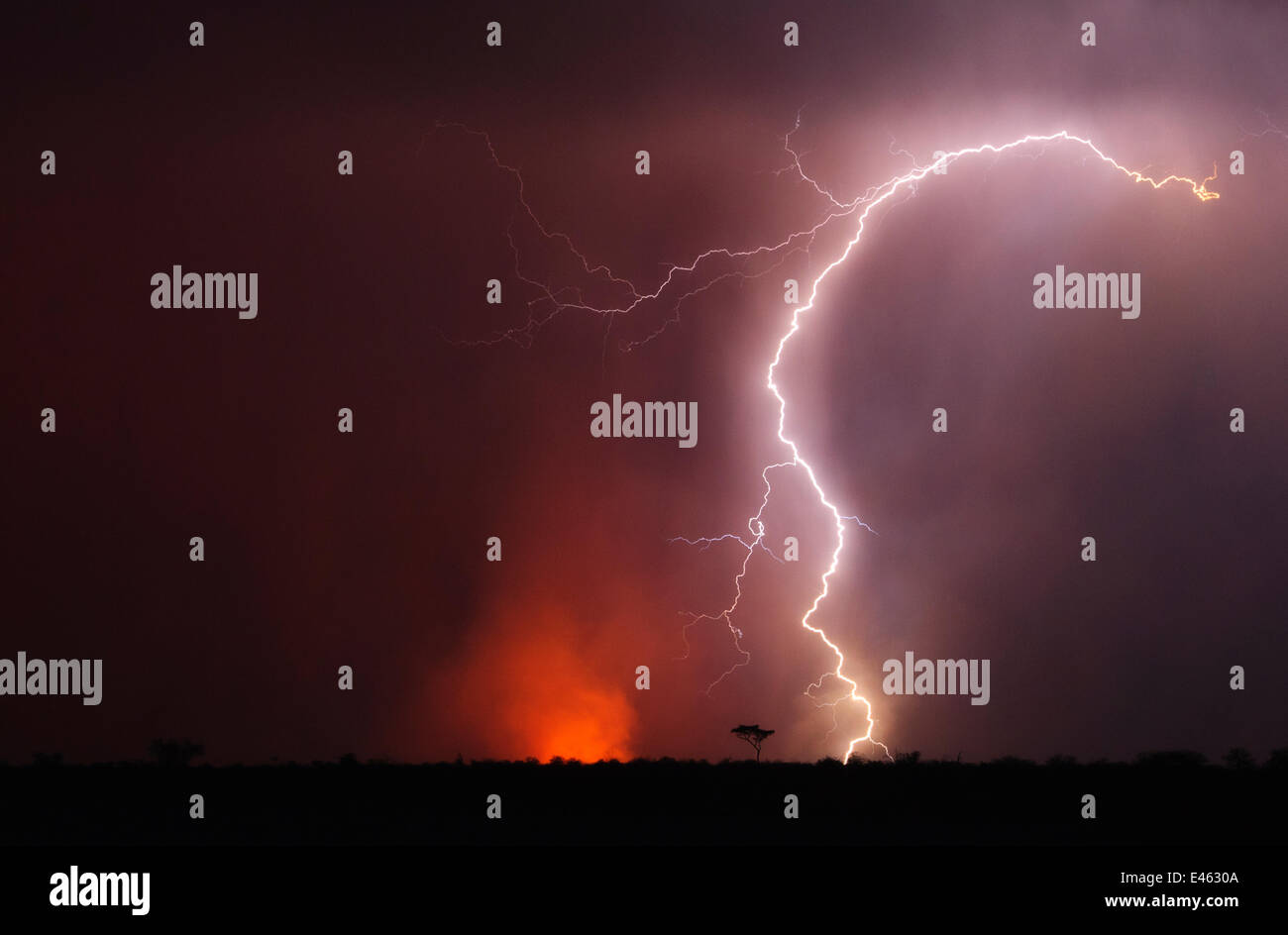 Les feux de brousse et d'orage dans la nuit. Kalahari, Botswana, novembre. Banque D'Images