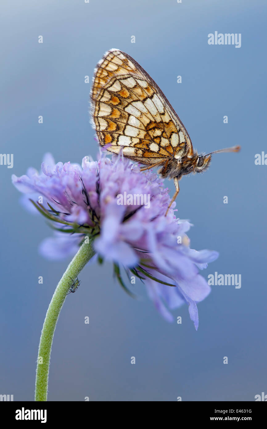 Heath fritillary (Mellicta athalia) reposant sur scabious flower, Nordtirol, Alpes autrichiennes, Autriche, août. Banque D'Images
