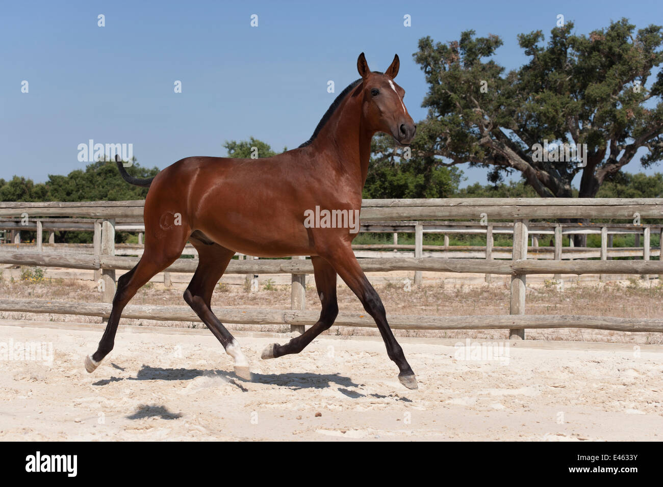 Un lusitanien pure race, colt (avec sa crinière et queue coupée pour marquer sa première année) trottant dans l'arena de la Companhia das Lezírias Stud Farm, Samora Correia, Santarém, Portugal, Juillet 2011 Banque D'Images