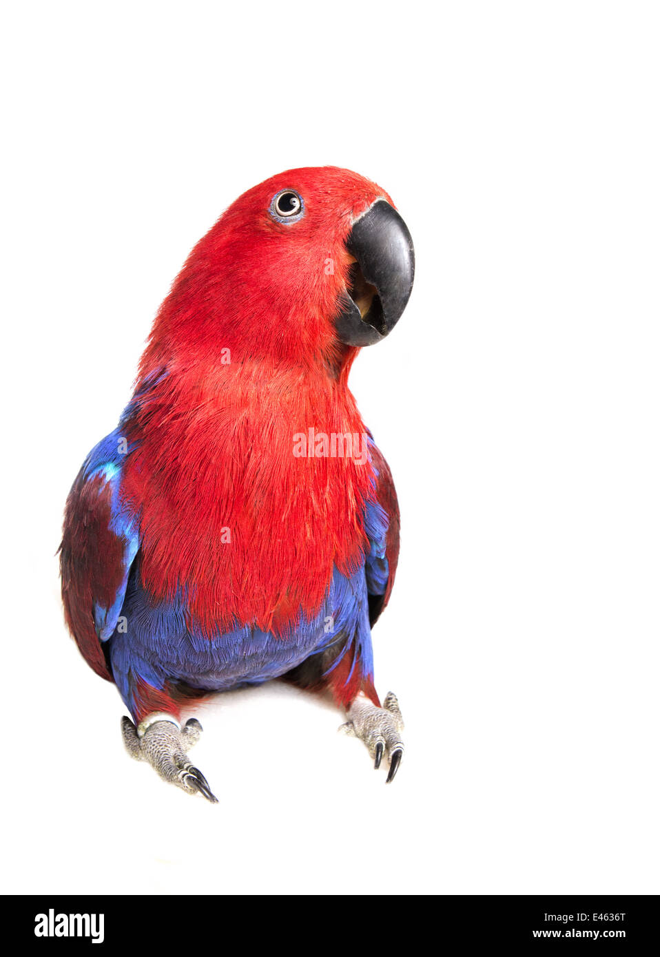 Eclectus Parrot à l'avant avec bouche ouvrir partiellement isolé sur fond blanc Banque D'Images