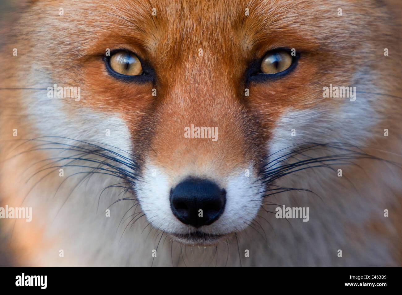 Le renard roux (Vulpes vulpes) en captivité, portrait Banque D'Images
