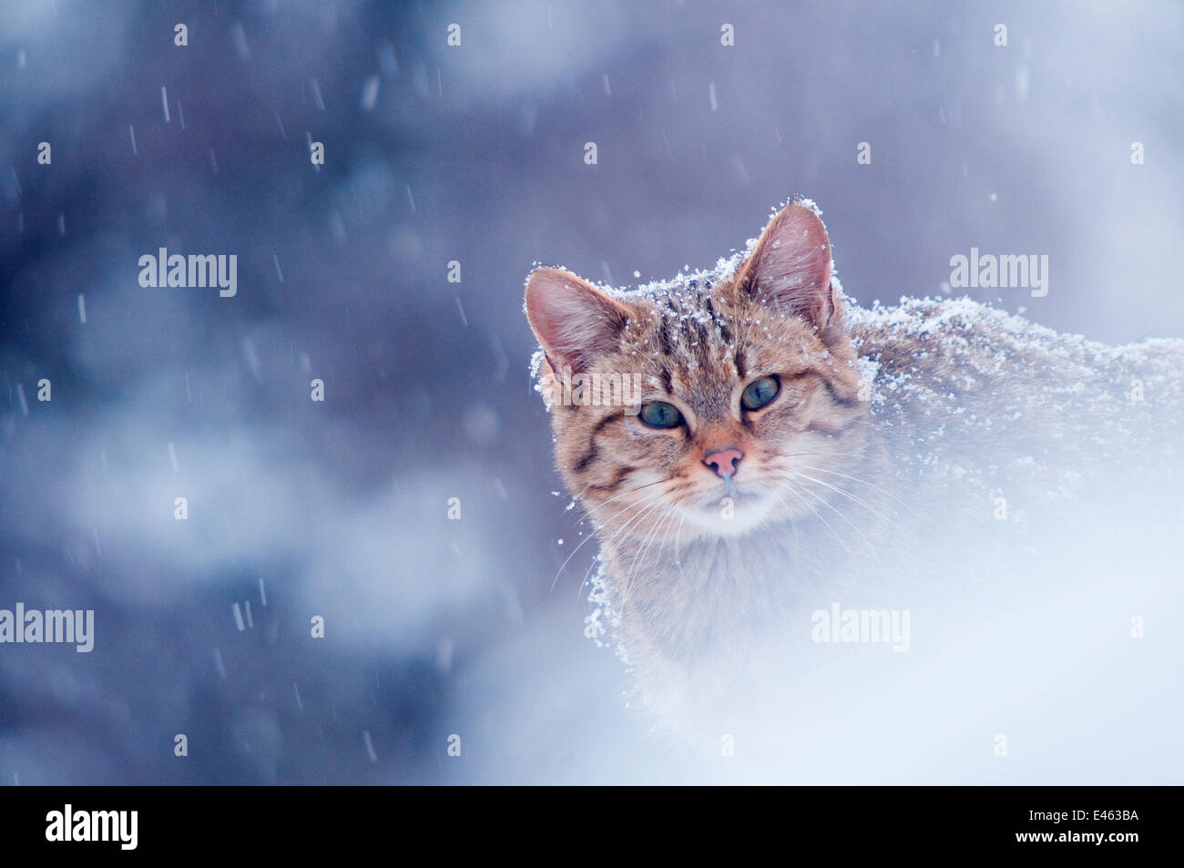 Chat sauvage (Felis silvestris) en pleine tempête captive, Allemagne Banque D'Images