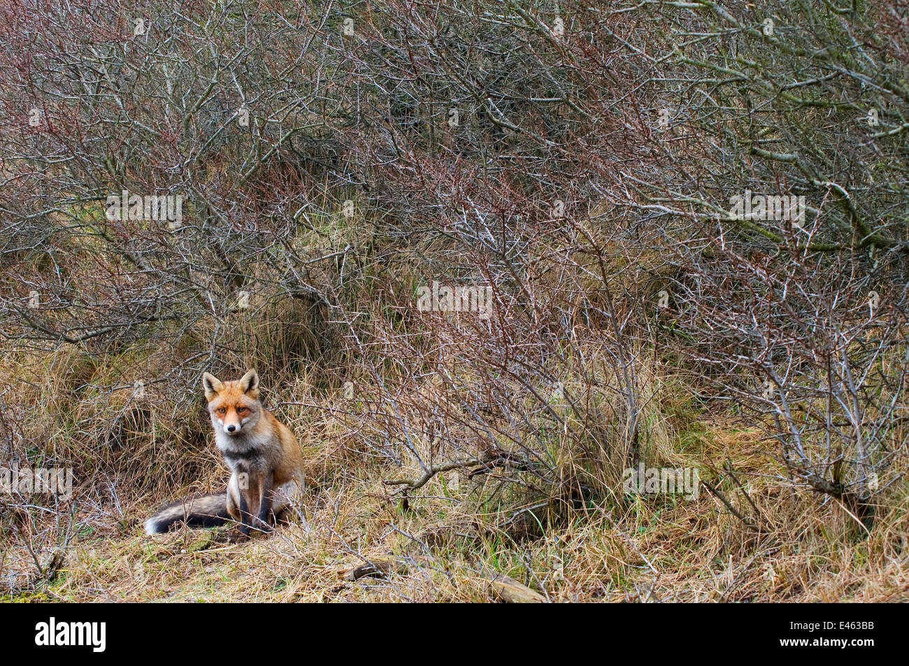 Le renard roux (Vulpes vulpes) assis, les Pays-Bas, Mars Banque D'Images