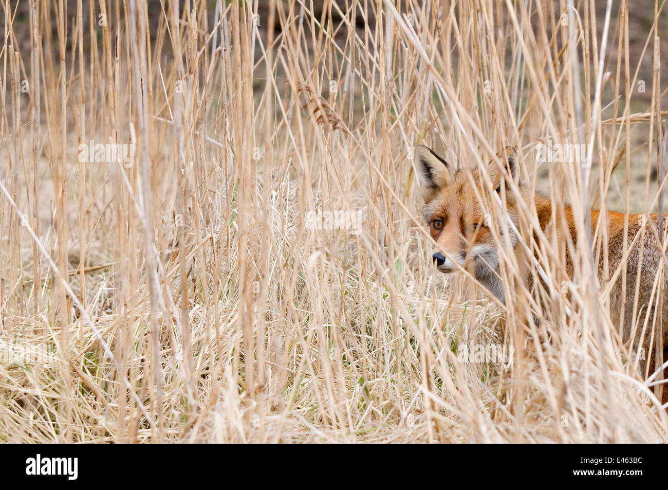 Le renard roux (Vulpes vulpes) derrière les hautes herbes, les Pays-Bas, Mars Banque D'Images