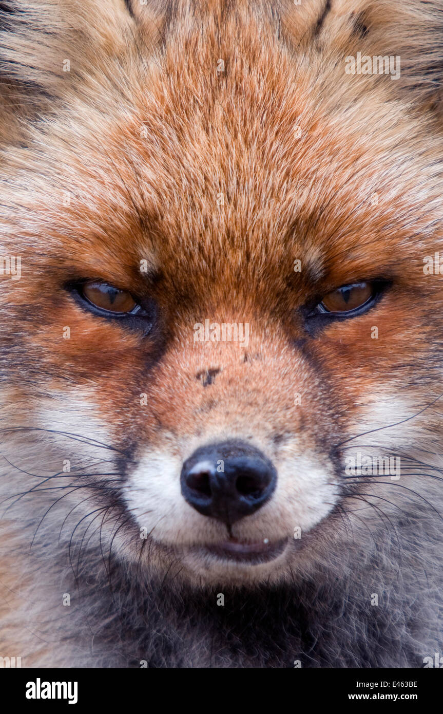 Le renard roux (Vulpes vulpes) tête portrait, aux Pays-Bas, Mars Banque D'Images