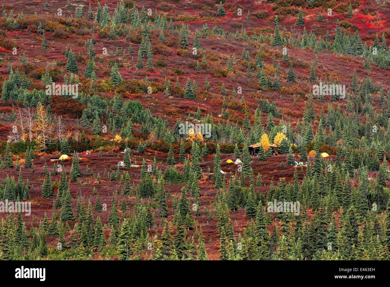 Des tentes dans Wonder Lake Camp, dans les forêts de la toundra, Denali National Park. Alaska, USA, Septembre 2009 Banque D'Images