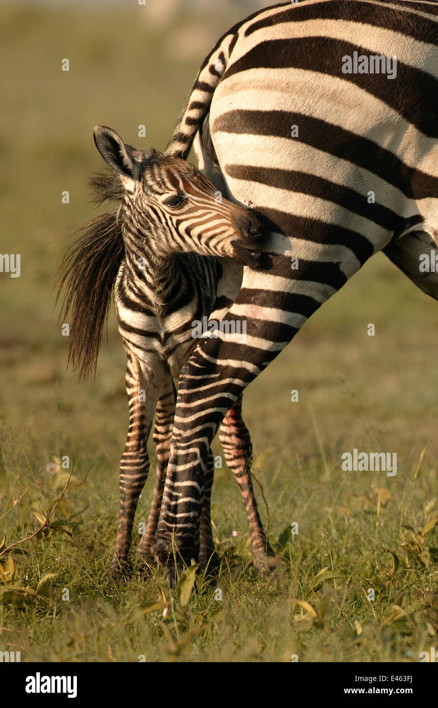 Le zèbre de Burchell (Equus burchelli) poulain se cachant sous sa queue de la mère. Le Masai Mara, Kenya. Banque D'Images