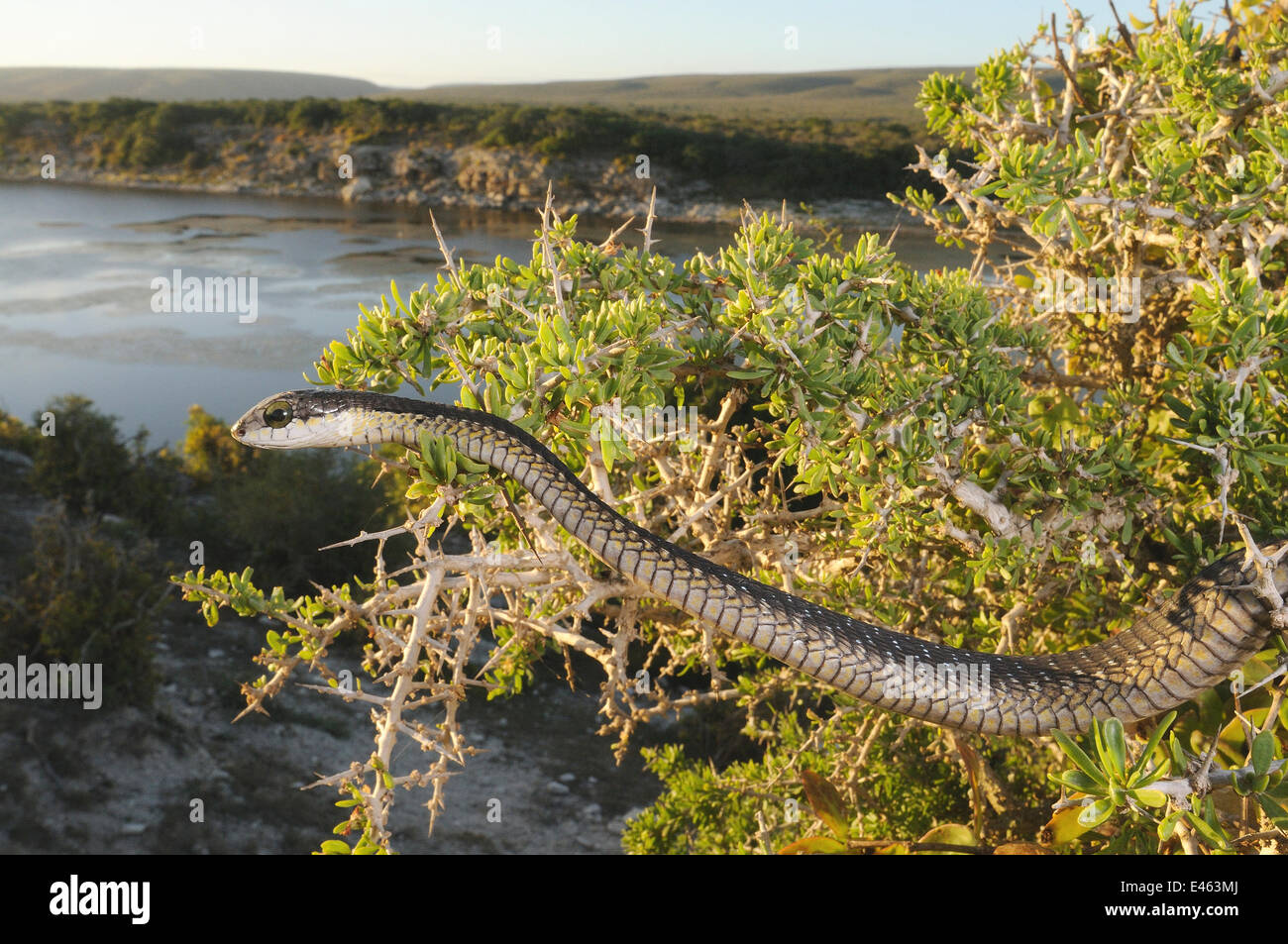 Boomslang (Dispholidus typus) mâle immature en chasse au-dessus de l' epinette deHoop Vlei, Western Cape, Afrique du Sud, décembre Banque D'Images