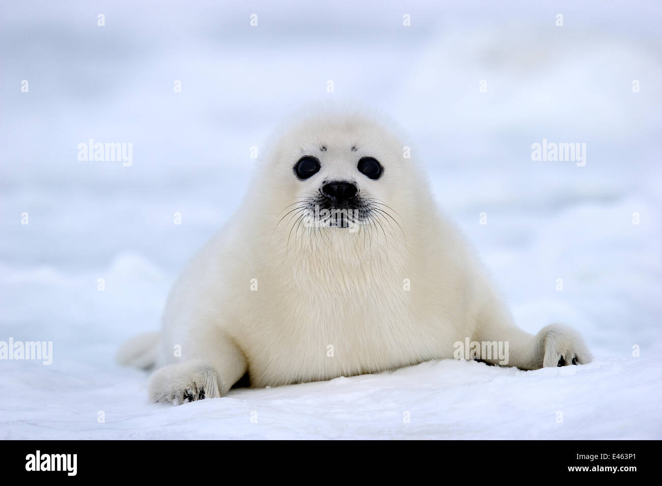 Portrait de phoque du Groenland (Phoca groenlandicus) pup sur la glace de mer, îles de la Madeleine, golfe du Saint-Laurent, Québec, Canada, mars 2012 Banque D'Images