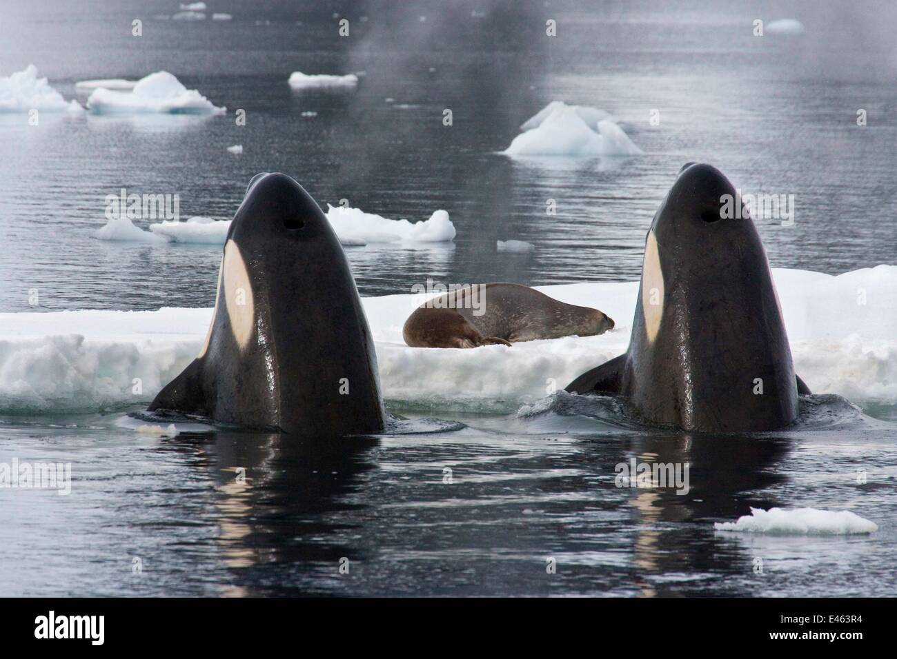 Les orques (Orcinus orca) spy-hopping pour observer Phoque de Weddell (Leptonychotes weddellii) en préparation pour le renverser à partir de la glace par la création d'une vague. Baie Marguerite, Péninsule Antarctique, l'été. Livre d'arrêt sur image page plaque 123. Pris sur place pour Banque D'Images