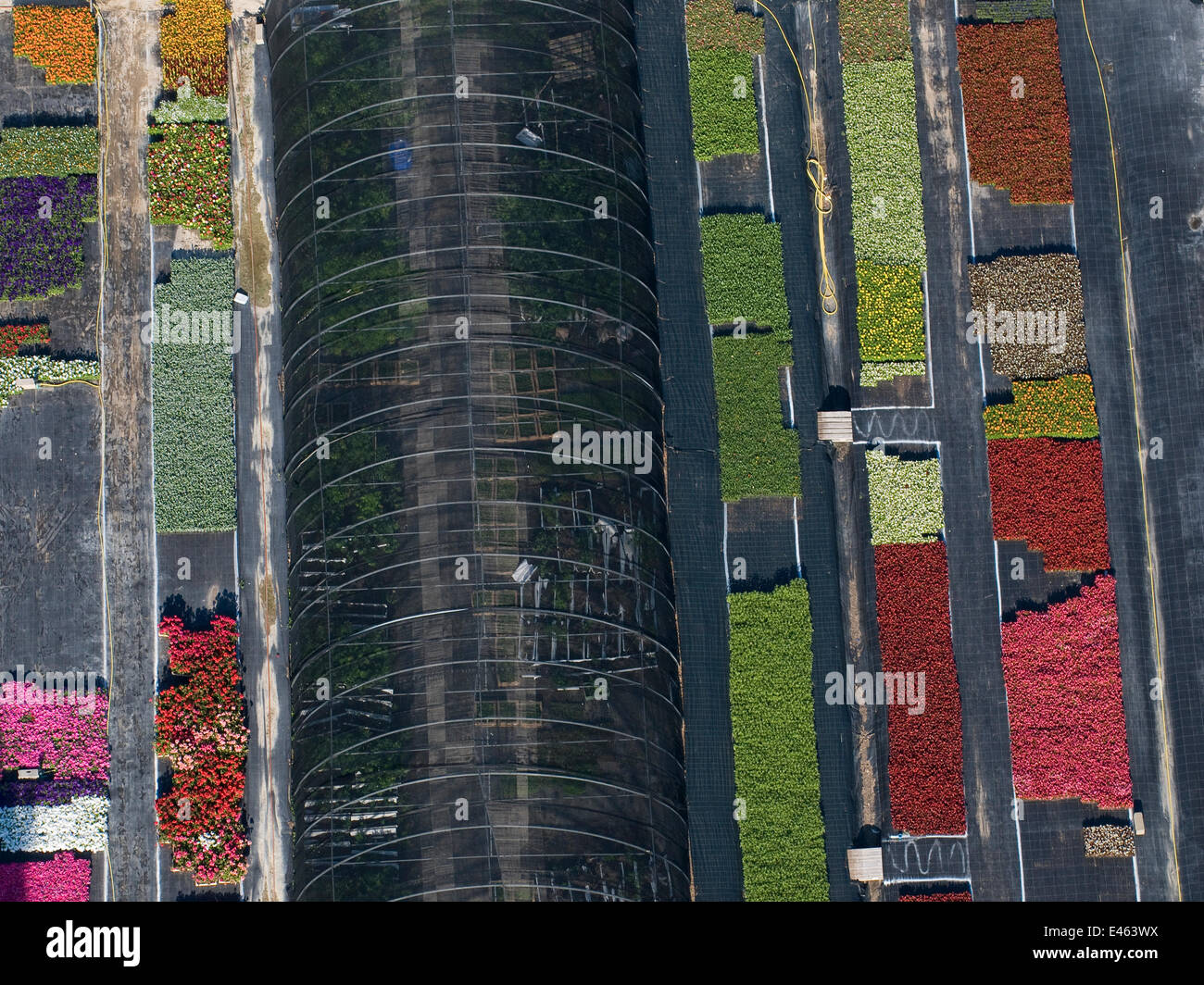 Vue aérienne d'intense production de fleurs, Arles, Camargue, sud de la France, mai 2009 Banque D'Images Vue aérienne d'intense production de fleurs, Arles, Camargue, sud de la France, mai 2009 Banque D'Images