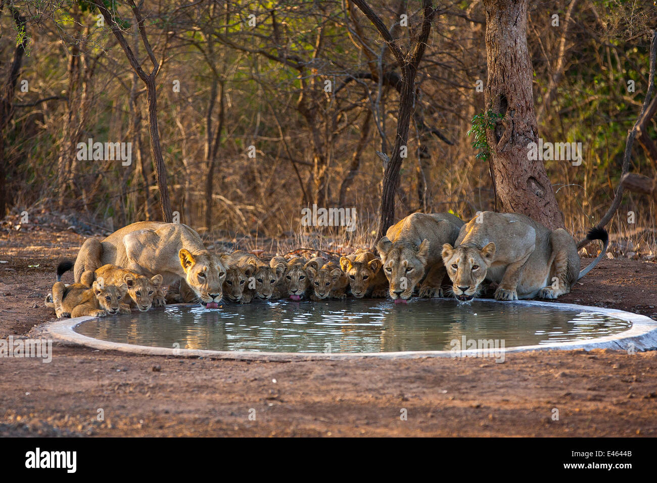 L'asiatique lionnes et leurs petits (Panther leo persica) boire d'extérieure, Gir Forest NP, Gujarat, Inde. L'eau est rare dans le Rif, pour garder du personnel forestier d'un réseau de piscines potable pour la remise à niveau de la faune. Banque D'Images