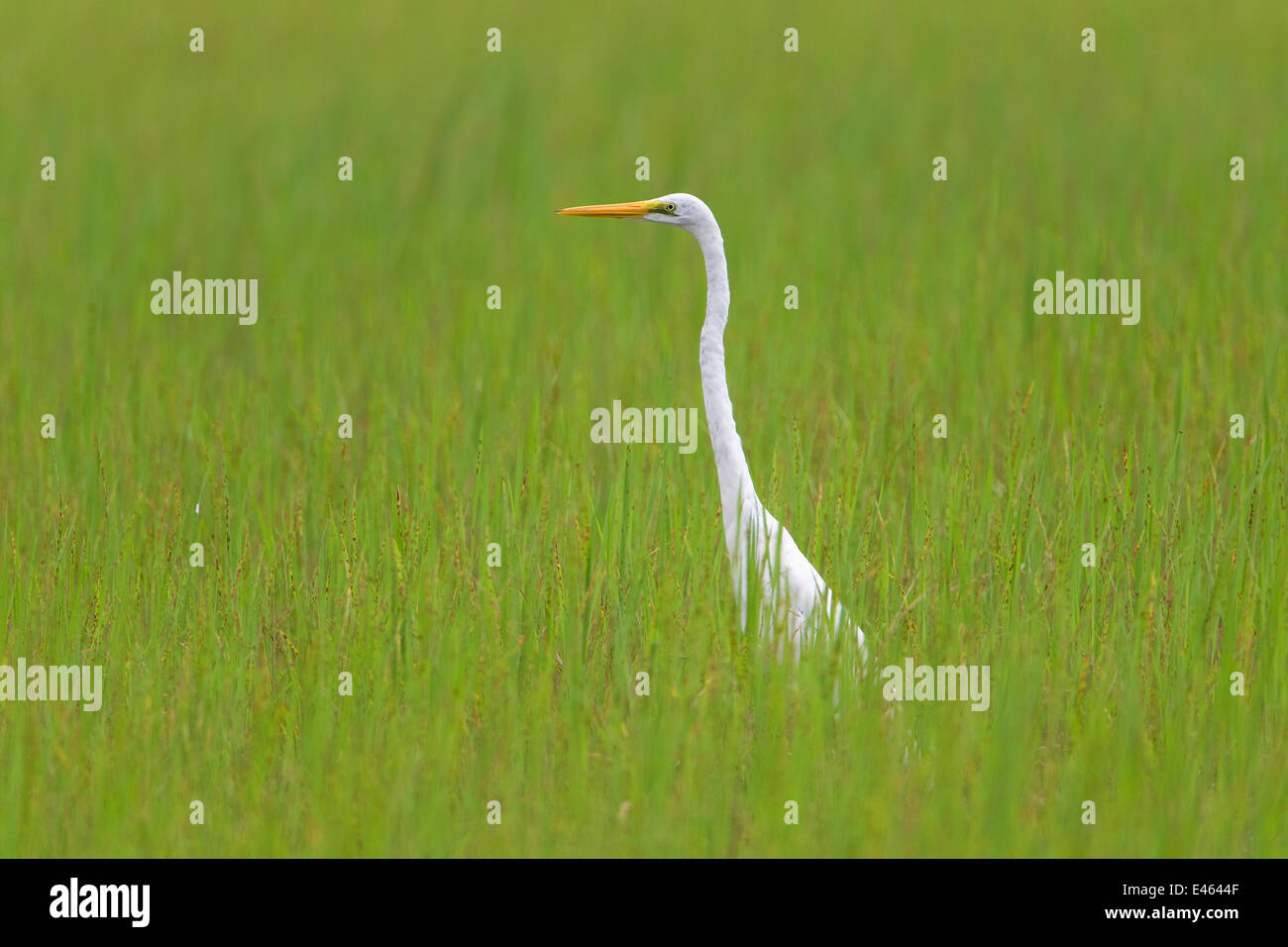 Intermediate Egret (Egretta intermedia) Kakadu National Park, Territoire du Nord, Australie, Décembre Banque D'Images