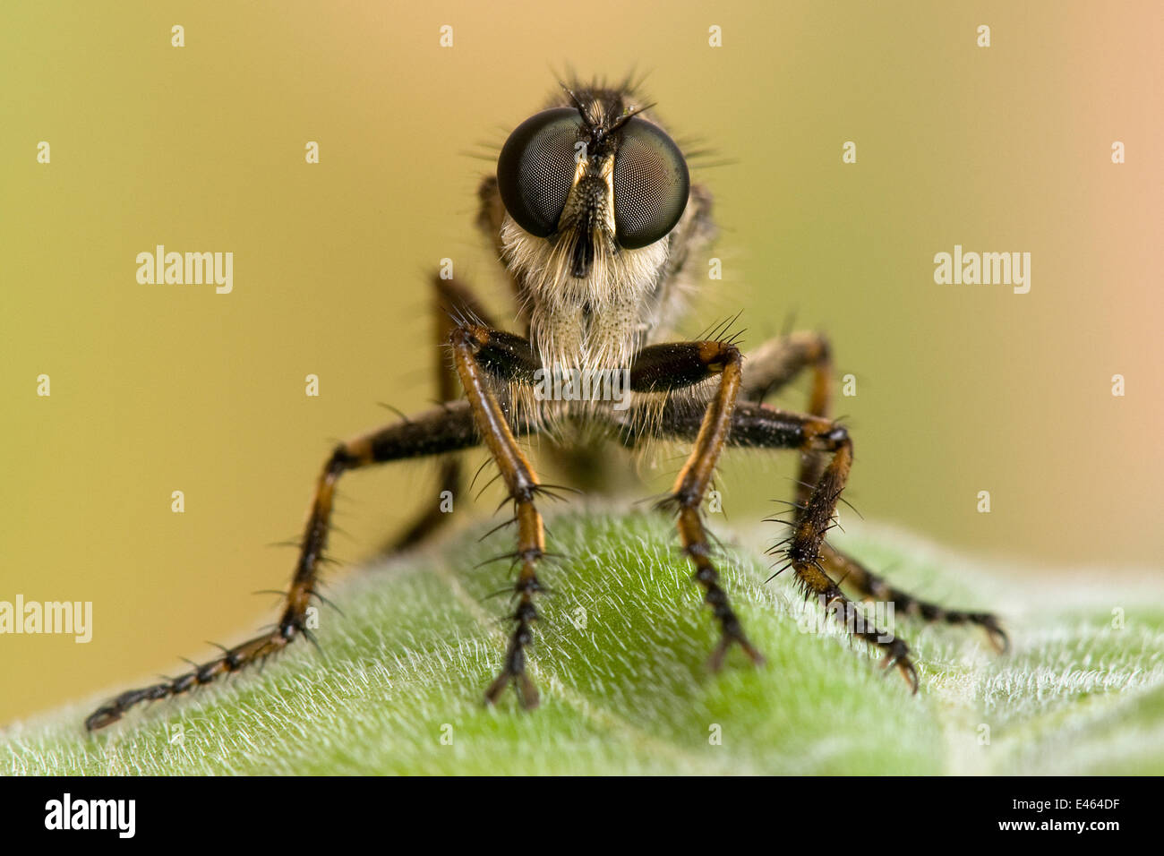 Robberfly (Machimus cingulatus) tête close up montrant de grands yeux composés. Captive, UK, juillet. Banque D'Images