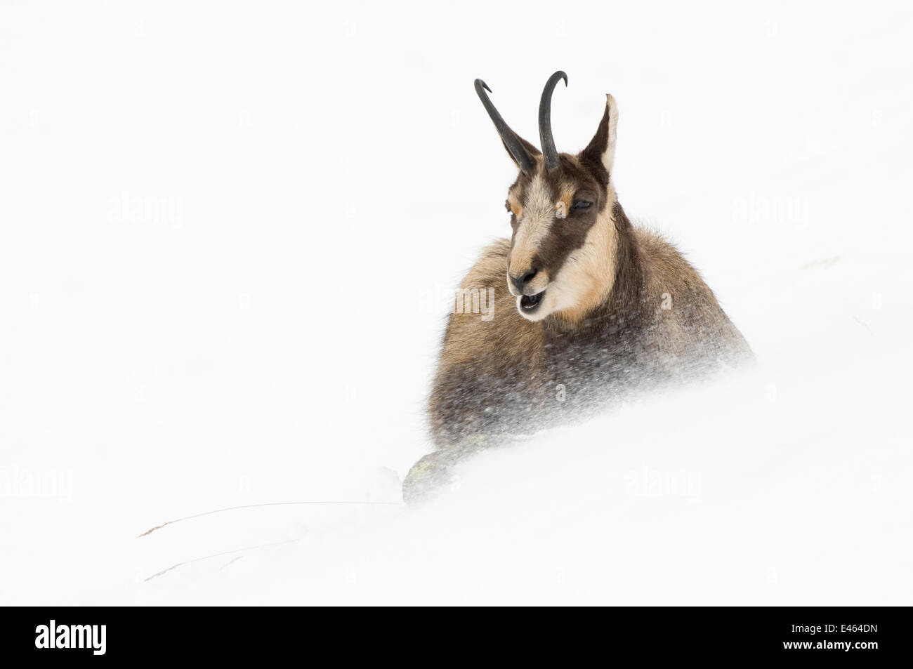 Chamois (Rupicapra rupicapra) dans la neige, Parc National du Gran Paradiso, Italie, novembre Banque D'Images