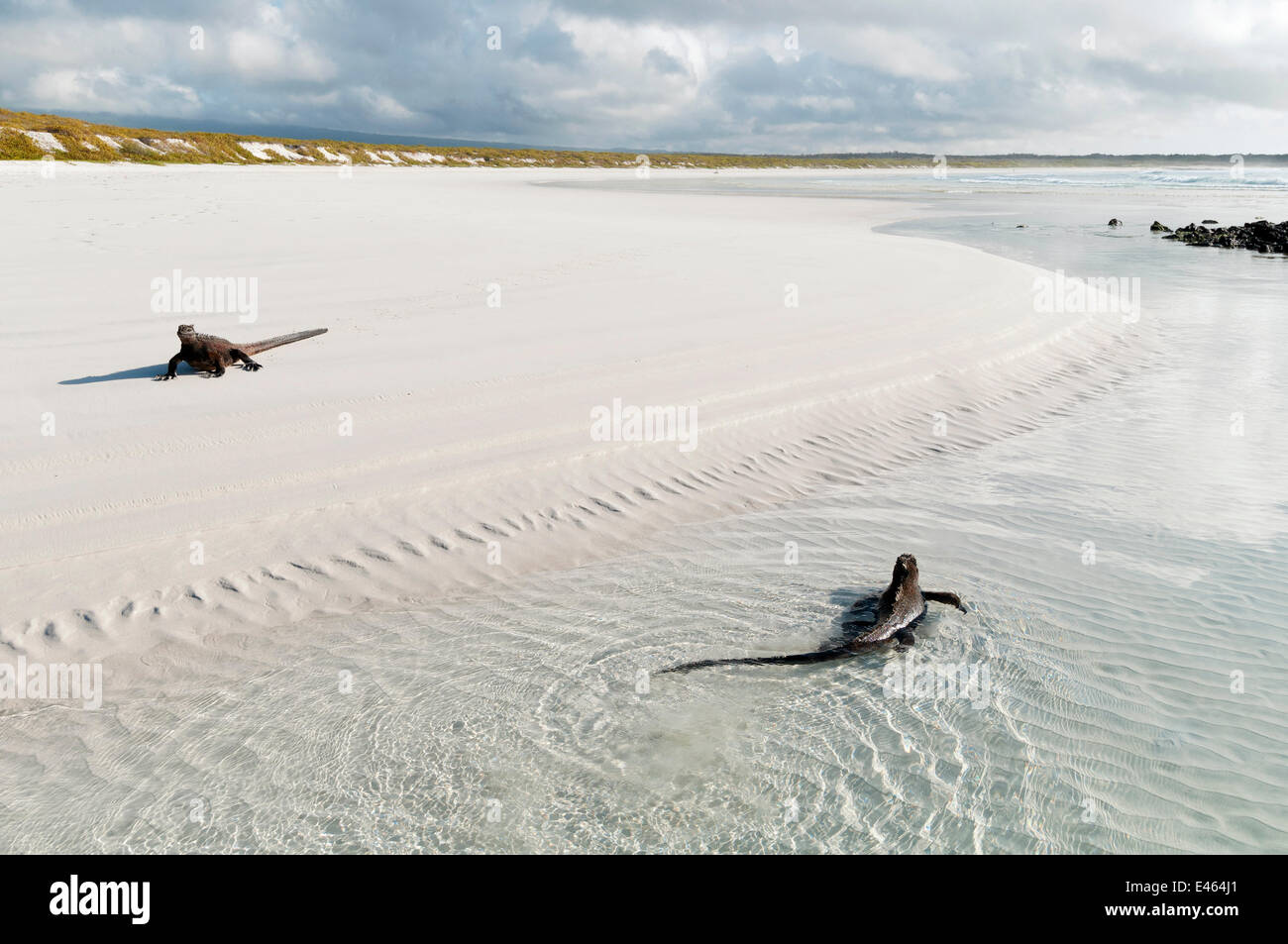 Iguane marin (Amblyrhynchus cristatus) mâles de la migration vers les aires de reproduction au début de saison chaude. Îles Galapagos, Equateur, décembre. Banque D'Images