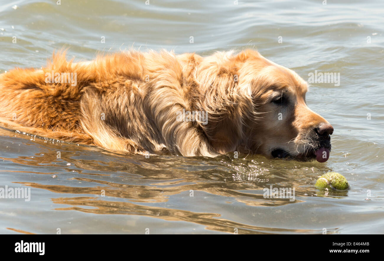 Golden Retriever dans de l'eau boire pendant la balle de tennis flotte près d'au parc pour chiens sans laisse à Cherry Beach, à Toronto (Ontario) Banque D'Images