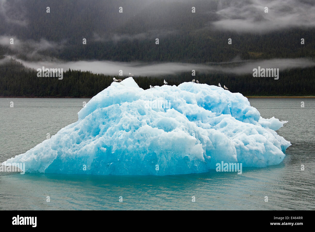 Iceberg en Endicott Arm, le passage de l'intérieur, le sud-est de l'Alaska, USA, Juillet 2006 Banque D'Images Iceberg en Endicott Arm, le passage de l'intérieur, le sud-est de l'Alaska, USA, Juillet 2006 Banque D'Images