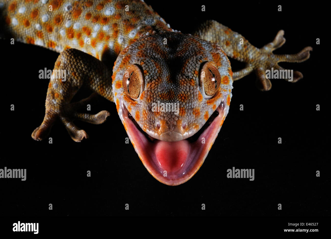 Le Tokay Gekko gecko (gecko) portrait de tête avec fond noir, Province du Guangxi, Chine. Banque D'Images