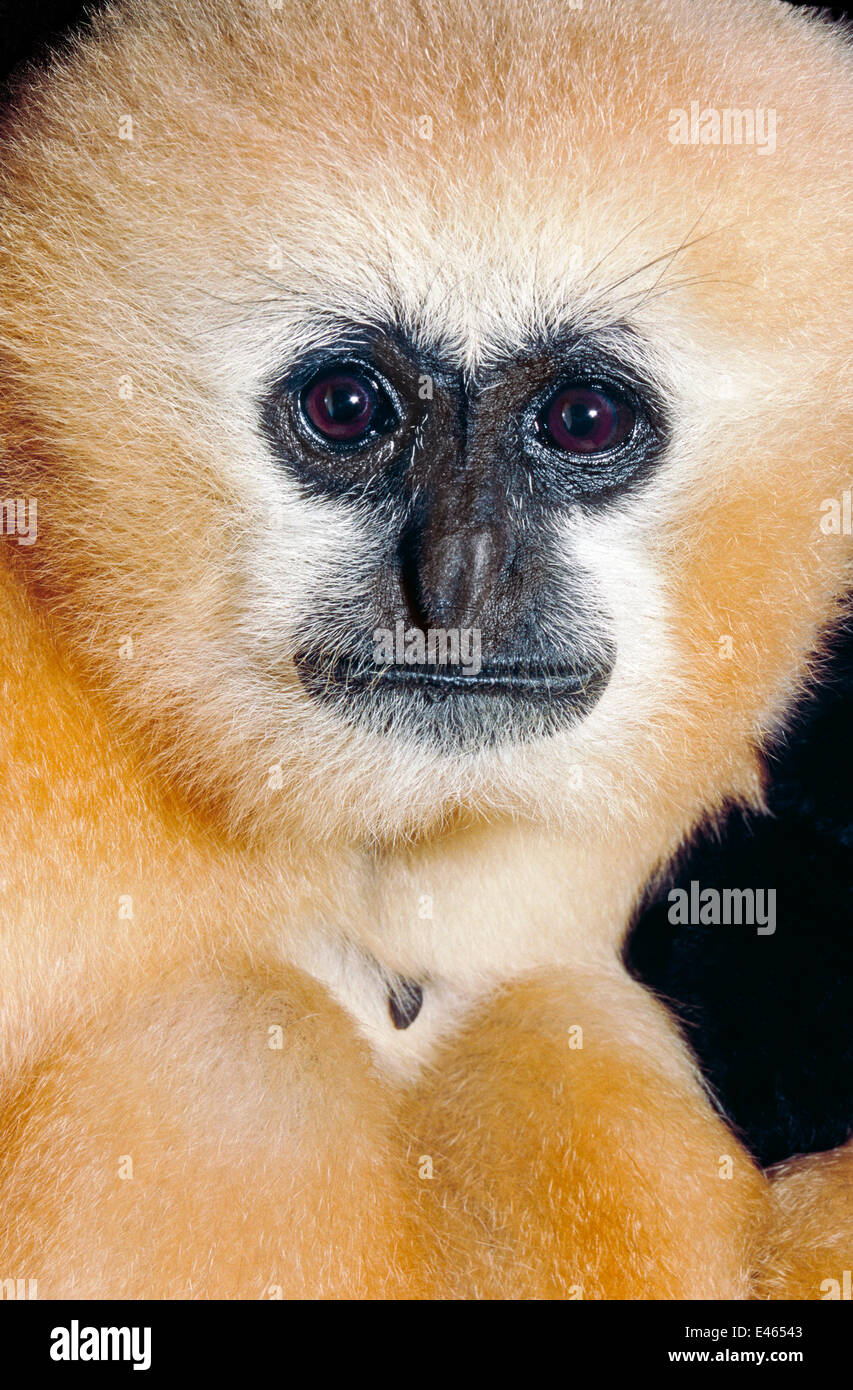 Blanc de Chine / nord-cheeked gibbon (Nomascus leucogenys) tête portrait féminin, Laos, Vietnam, espèces en danger critique d'extinction. En captivité. Banque D'Images