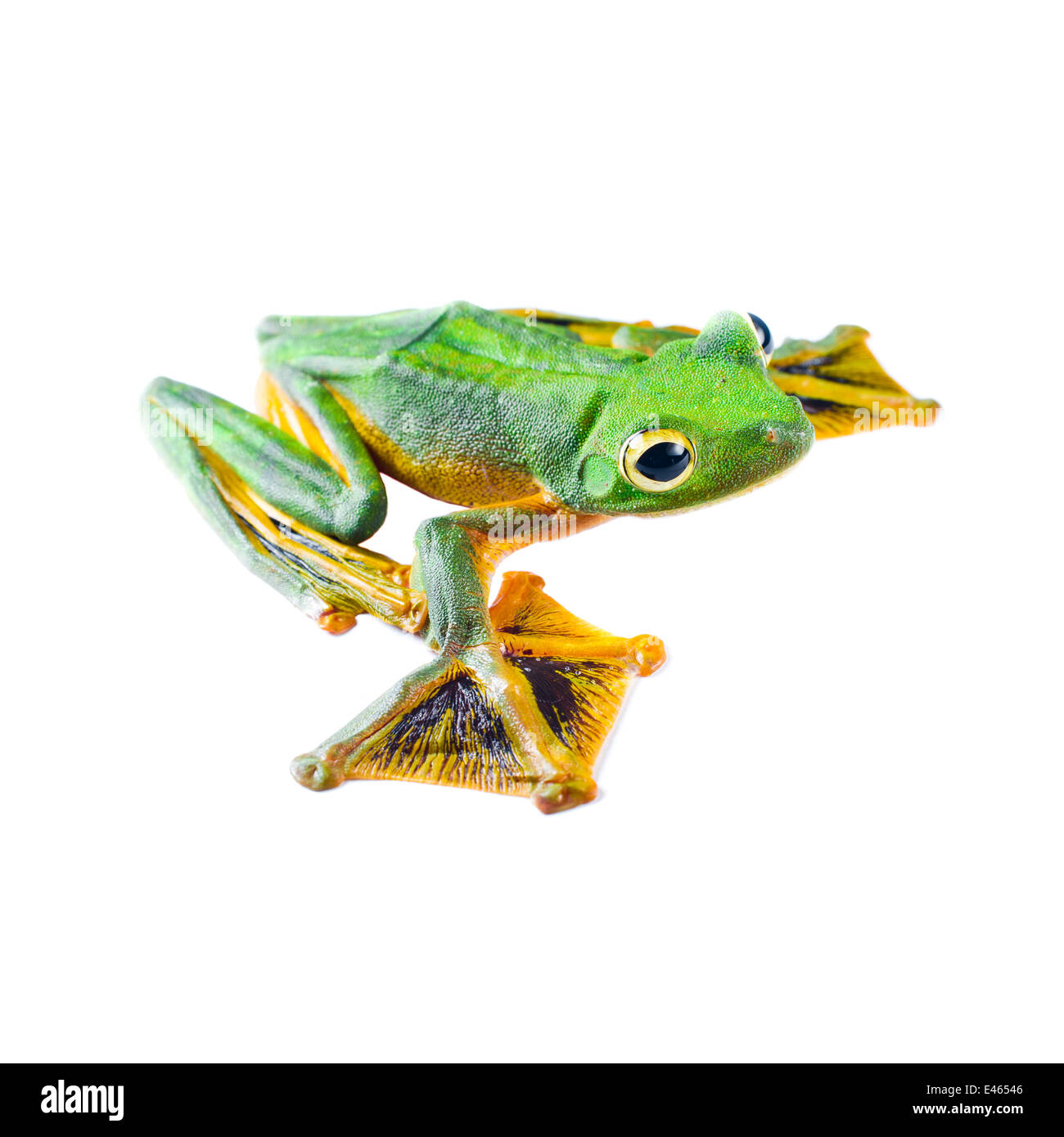 Wallace's flying frog (Rhacophorus nigropalmatus) homme à partir de la forêt de diptérocarpacées de plaine, Danum Valley, Sabah, Bornéo. Photographiées in situ en studio de fortune dans la forêt. Banque D'Images