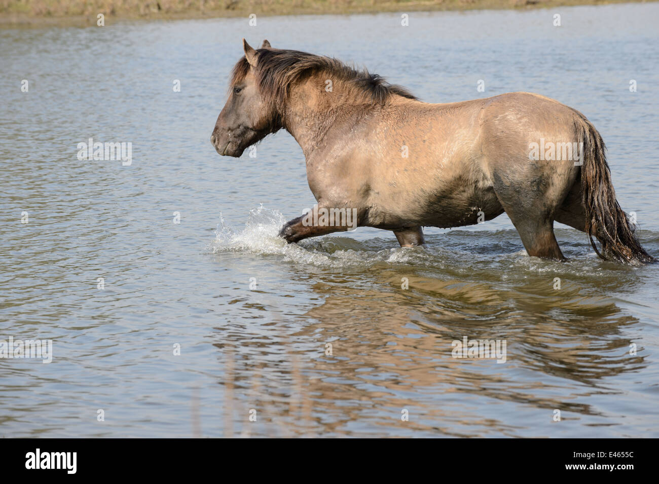 Chevaux Konik pataugeant dans l'eau Banque D'Images